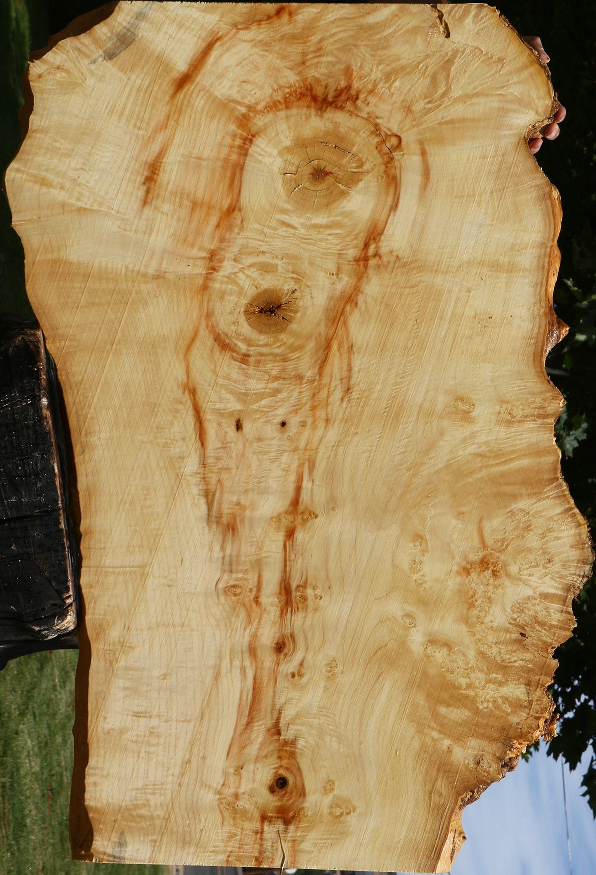 Extra Fancy Box Elder Live Edge Lumber