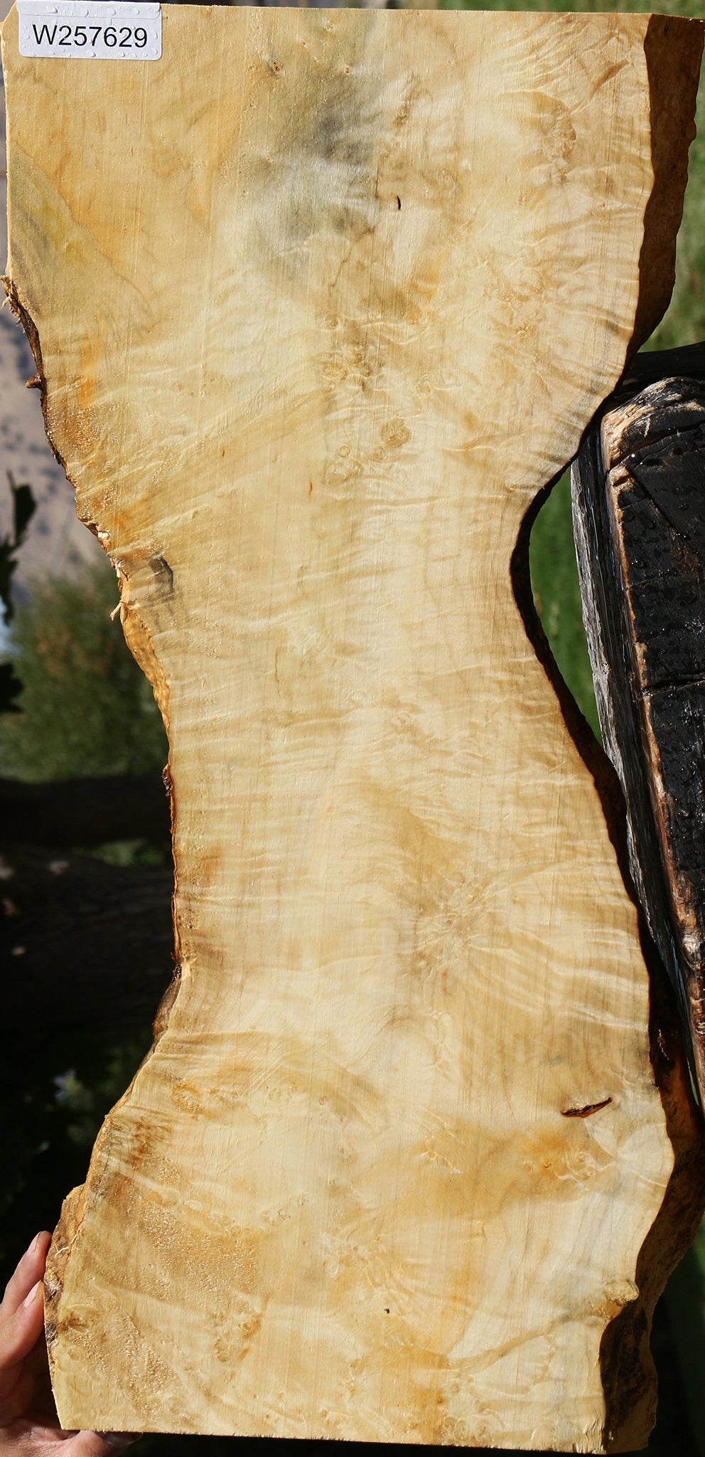 Extra Fancy Box Elder Live Edge Lumber