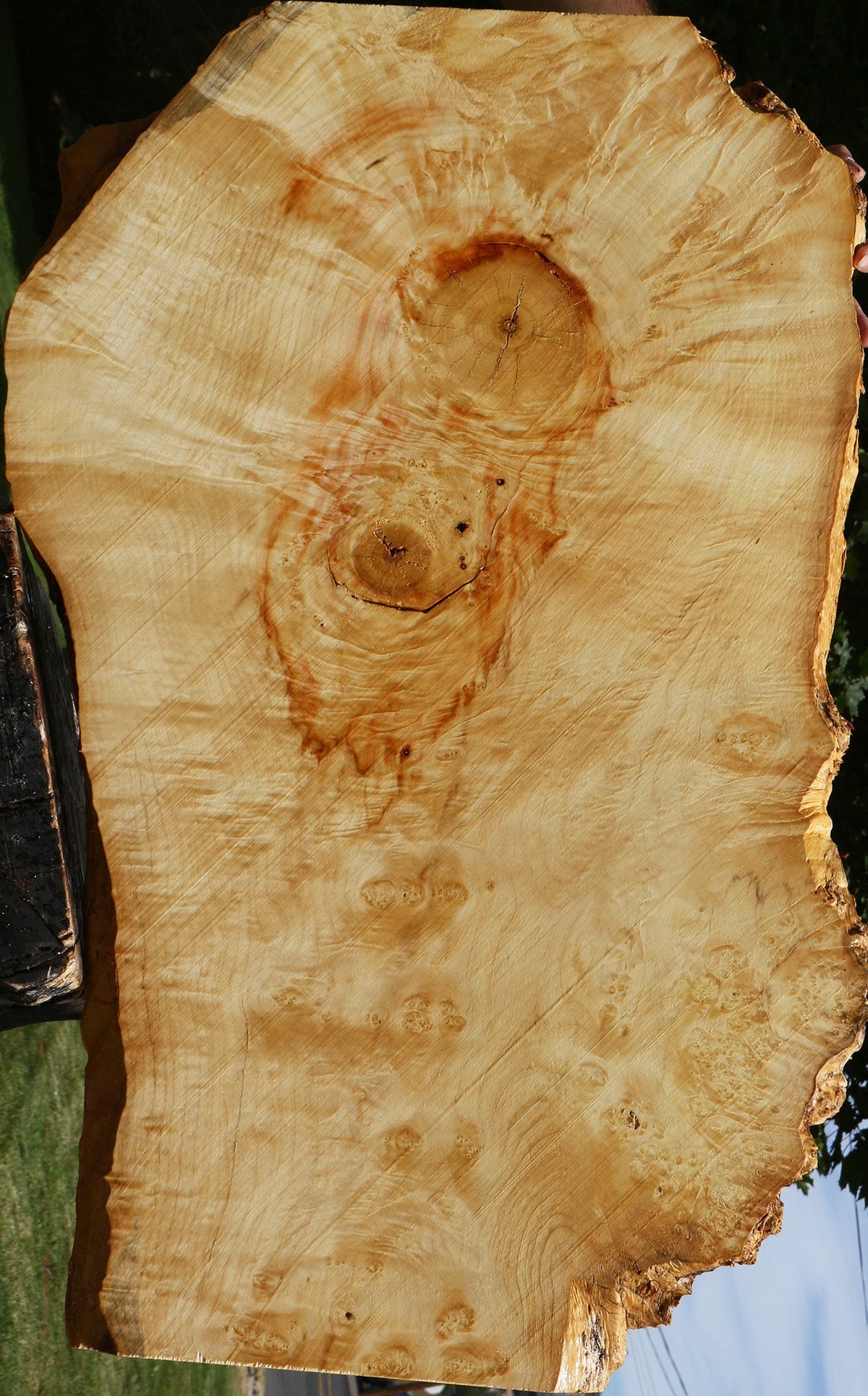 Extra Fancy Rustic Box Elder Live Edge Lumber
