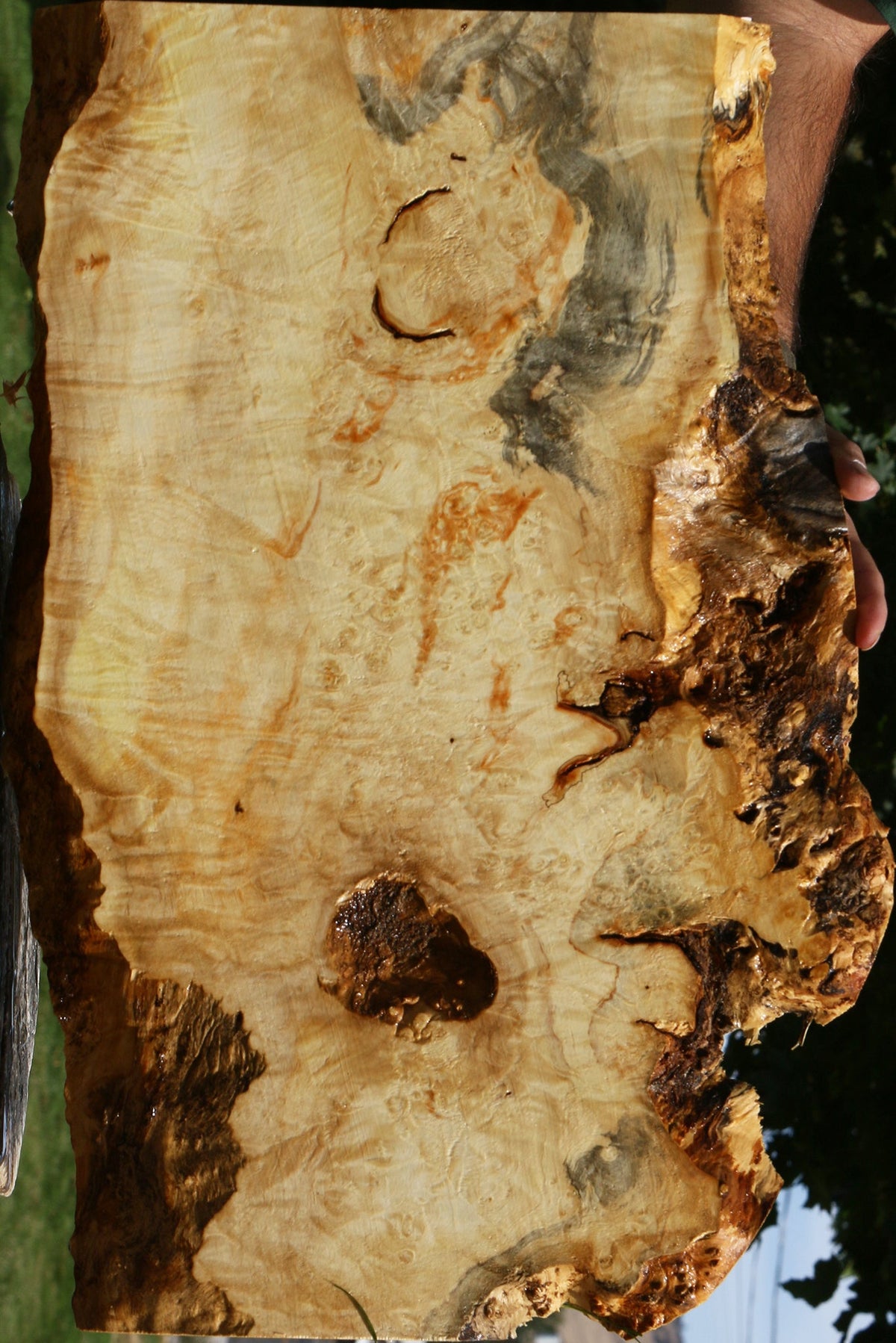 Extra Fancy Box Elder Live Edge Lumber