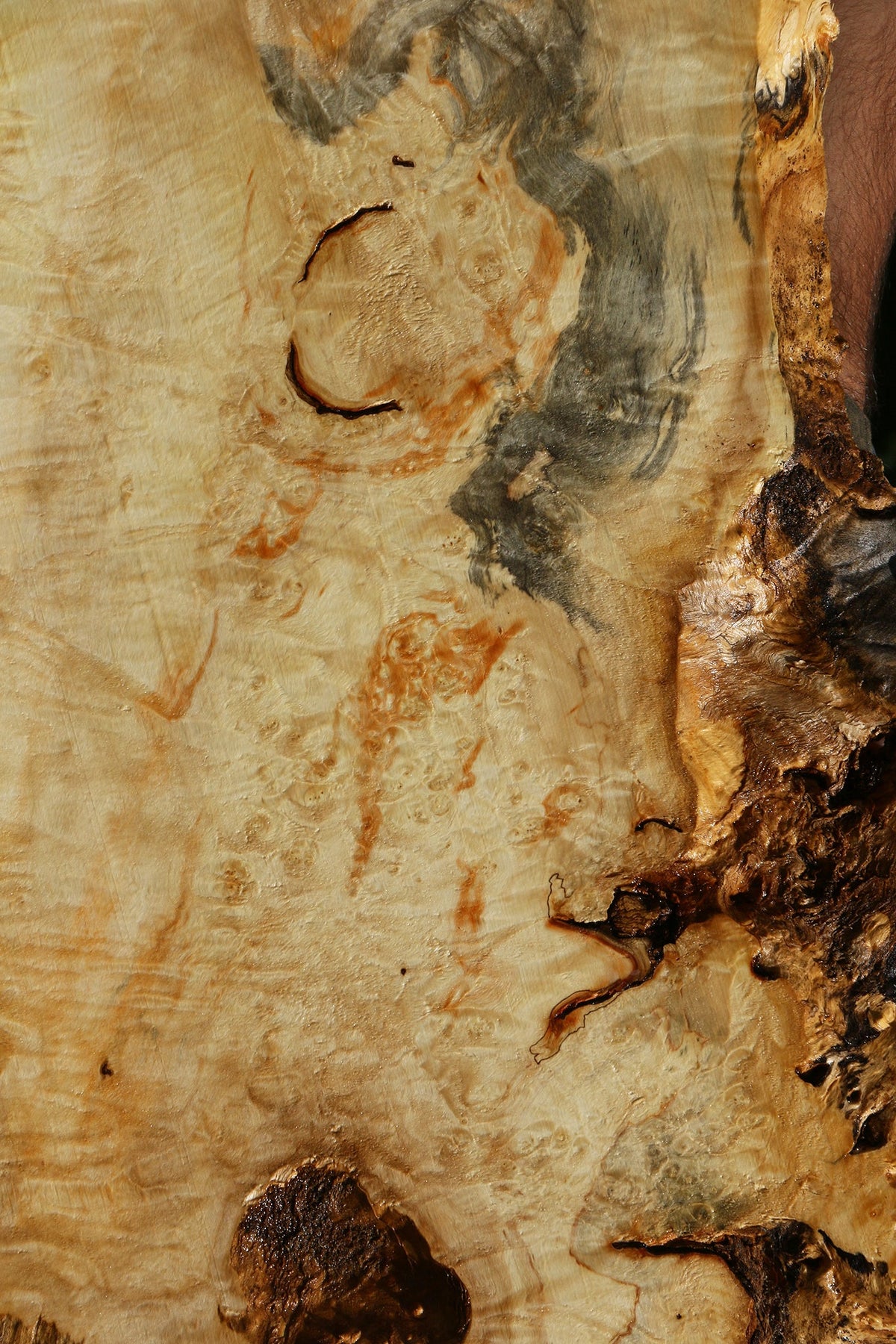 Extra Fancy Box Elder Live Edge Lumber