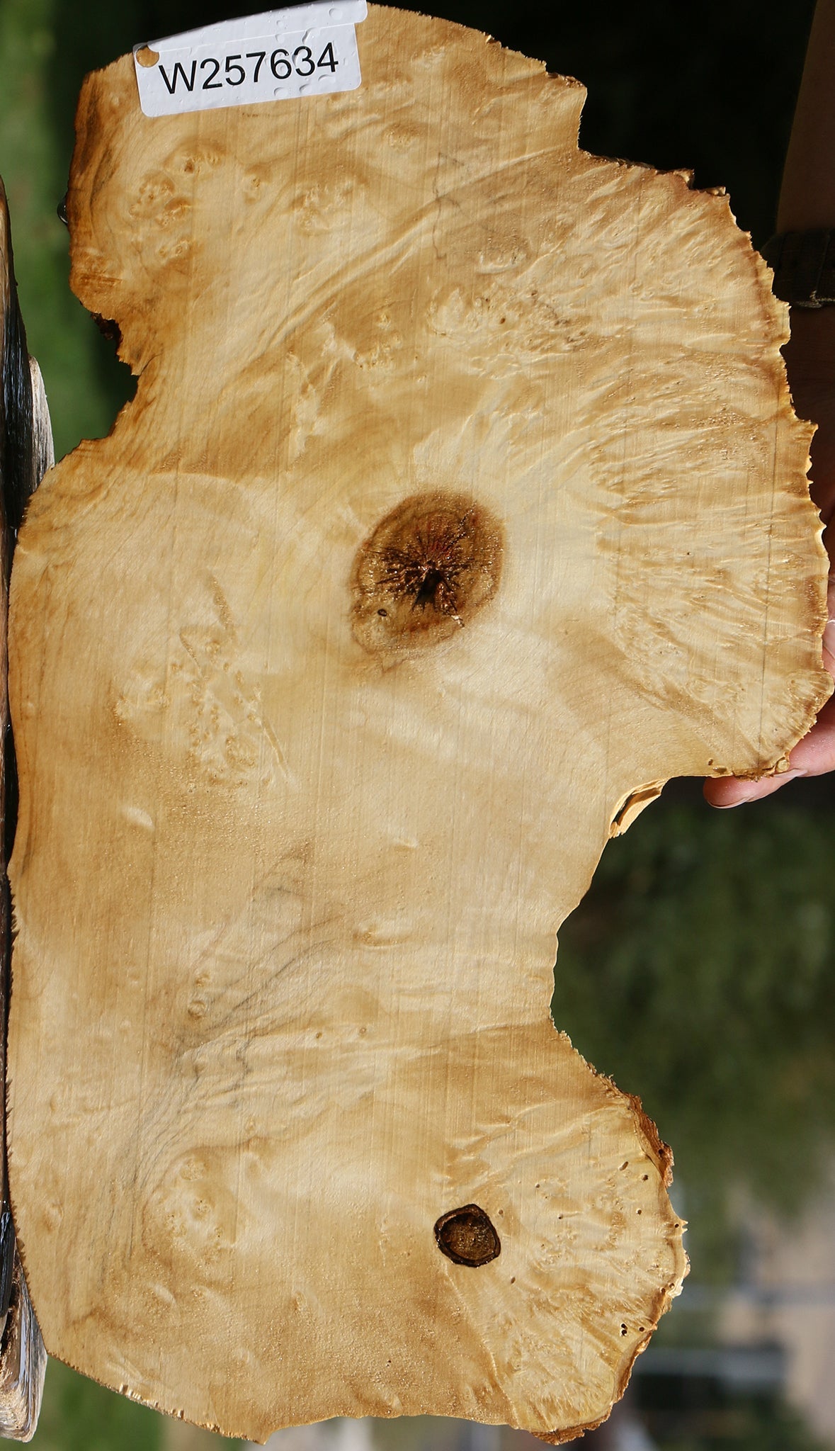 Box Elder Burl Live Edge Lumber