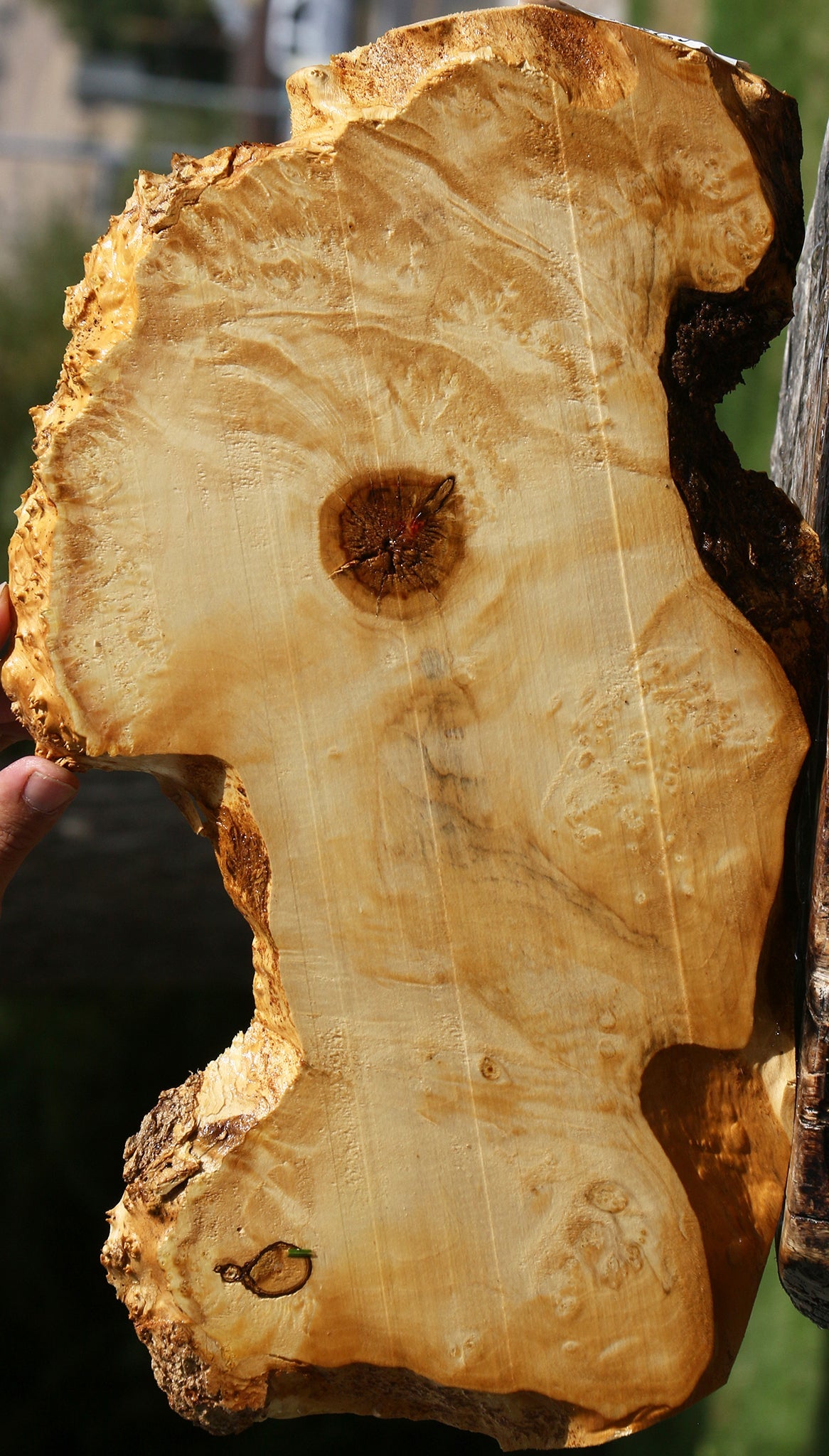 Box Elder Burl Live Edge Lumber