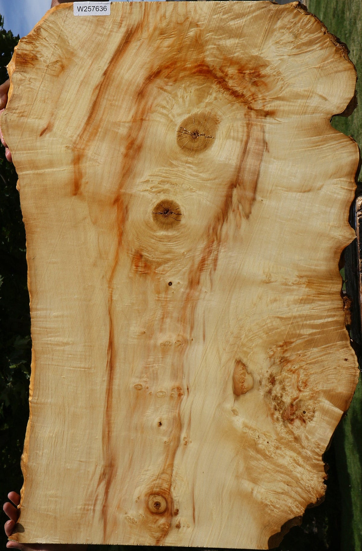 Extra Fancy Box Elder Live Edge Lumber