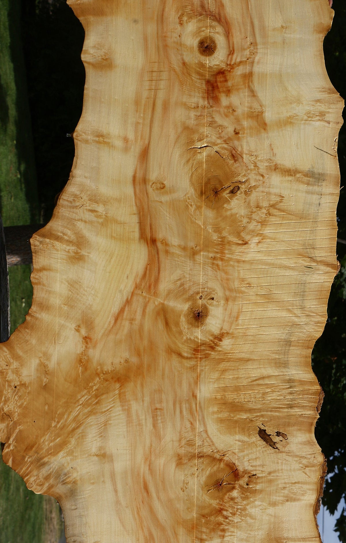 Extra Fancy Box Elder Live Edge Lumber