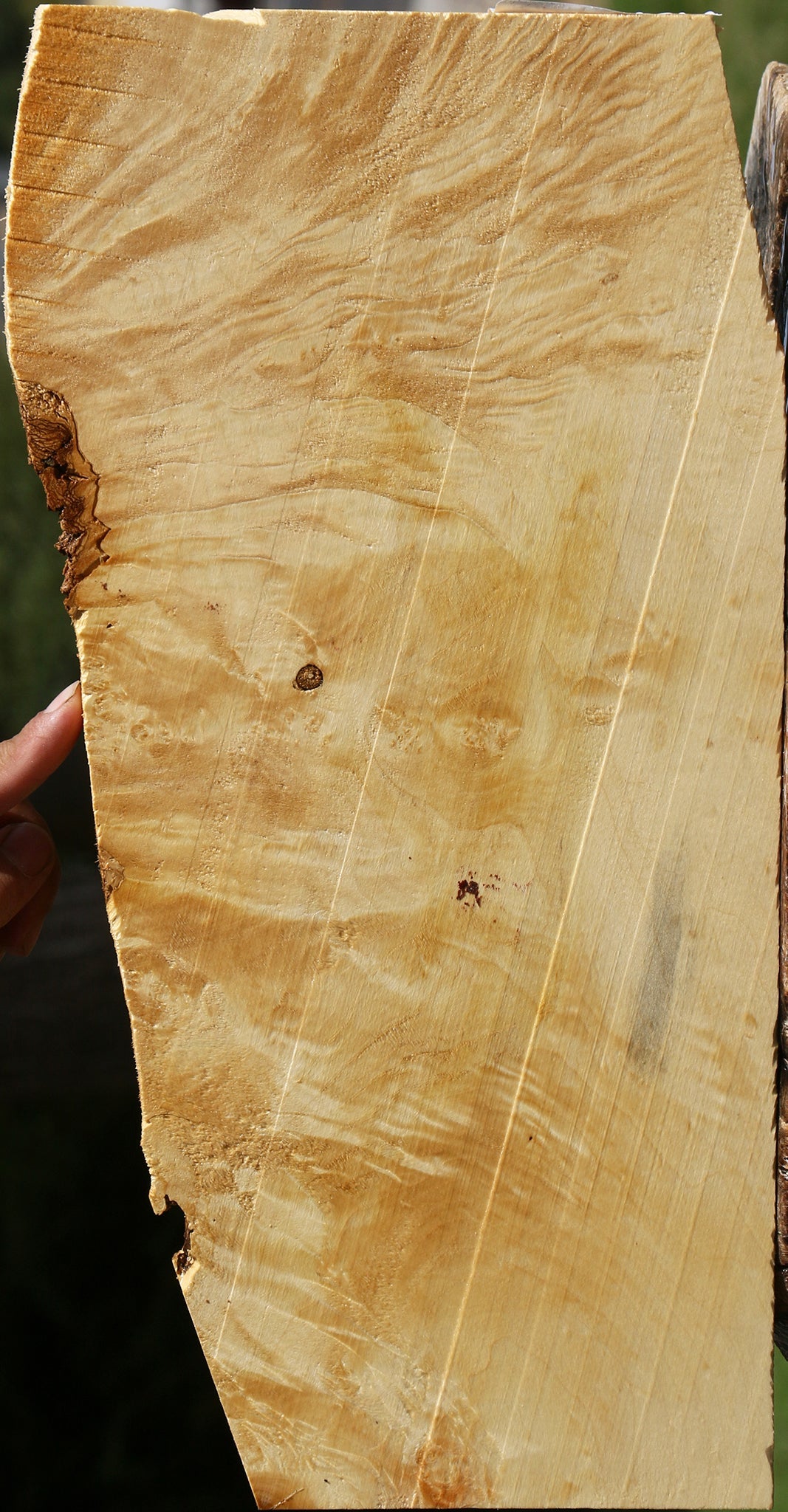 Extra Fancy Box Elder Lumber