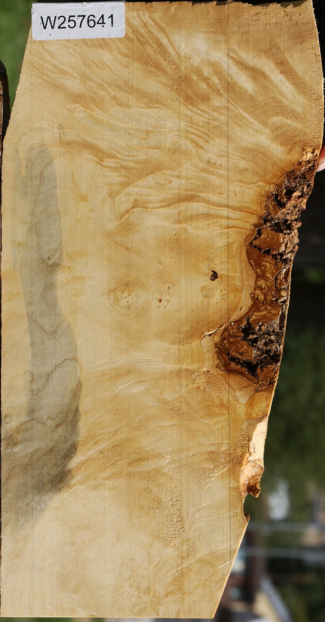 Extra Fancy Box Elder Lumber