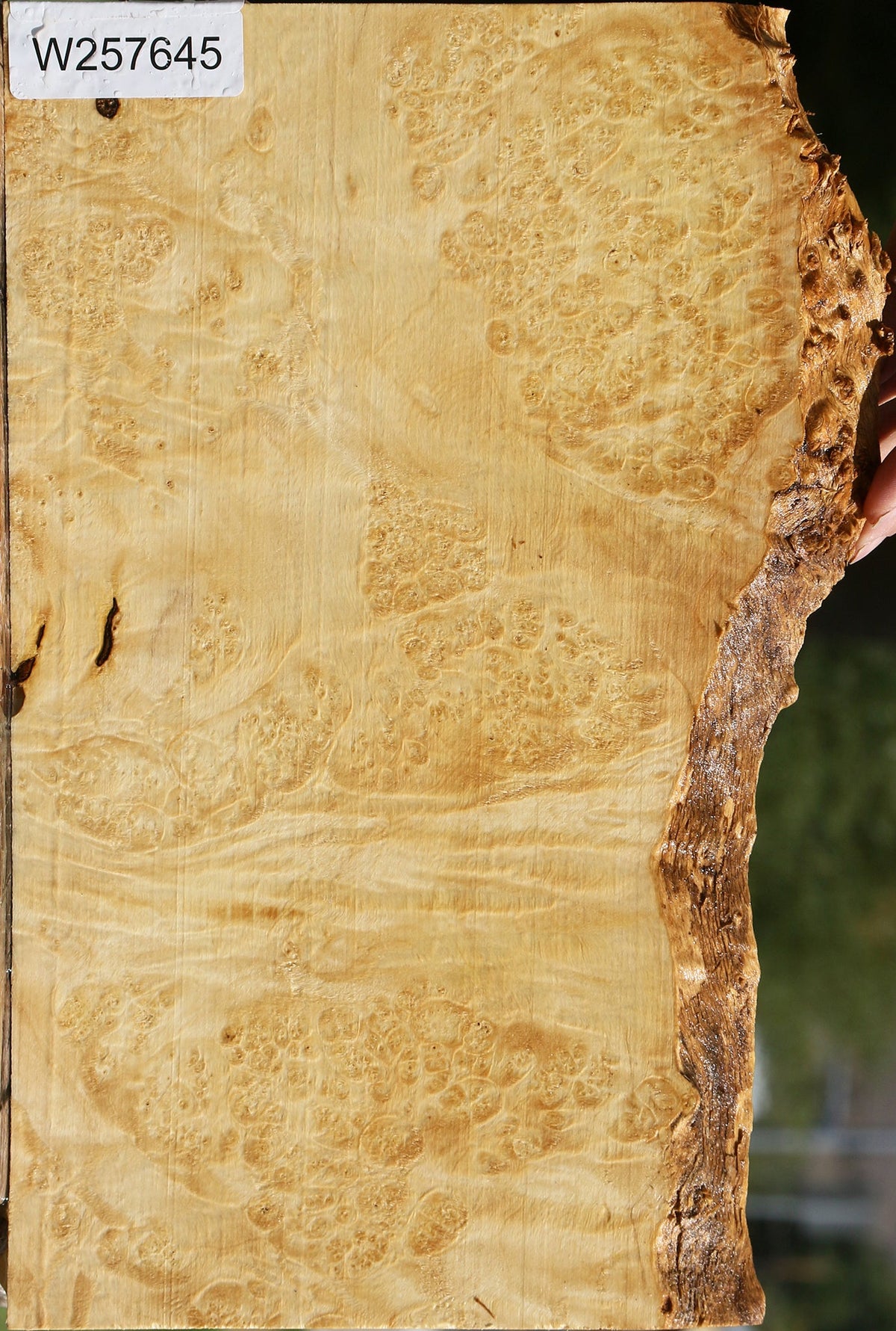 Box Elder Burl Live Edge Lumber
