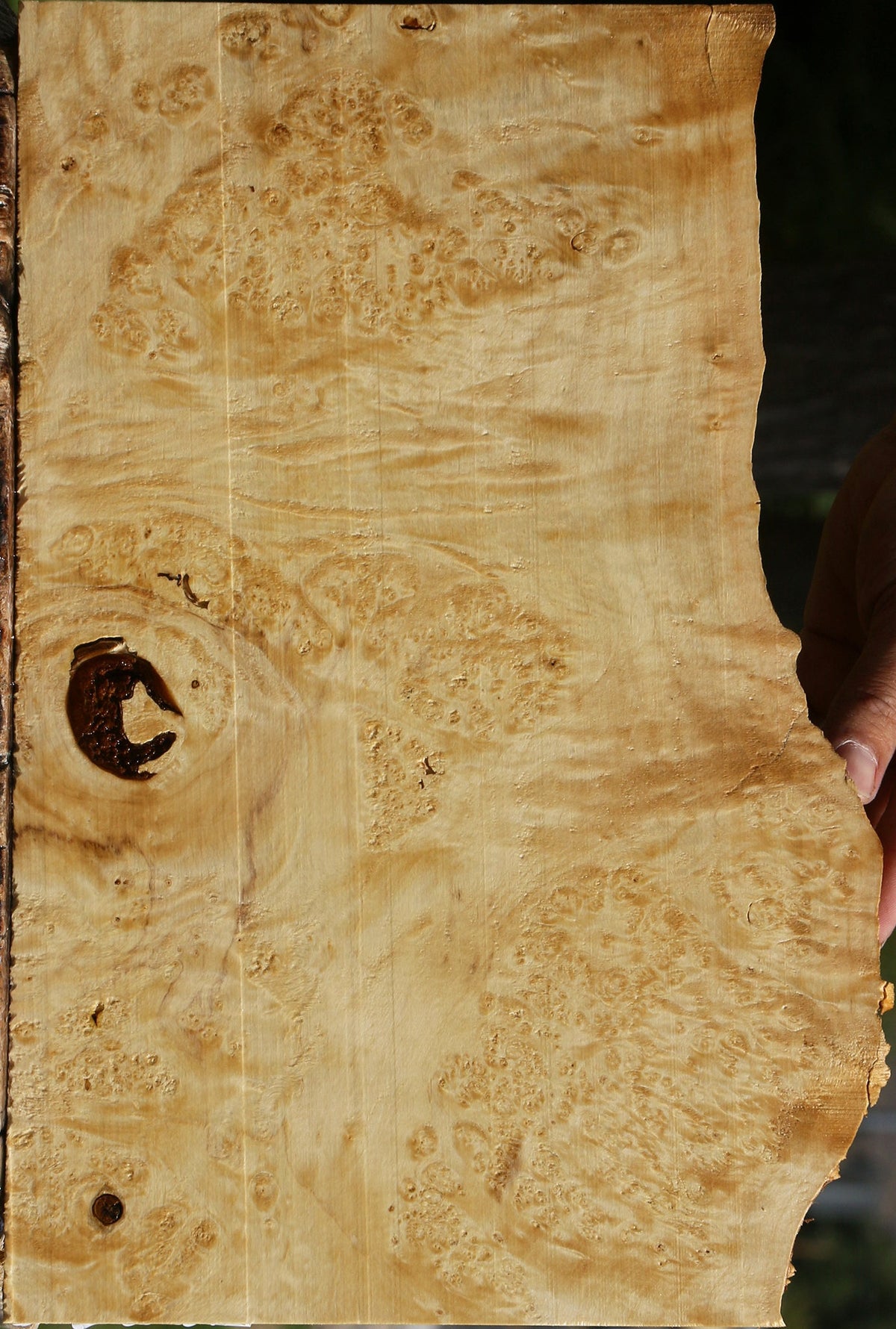 Box Elder Burl Live Edge Lumber