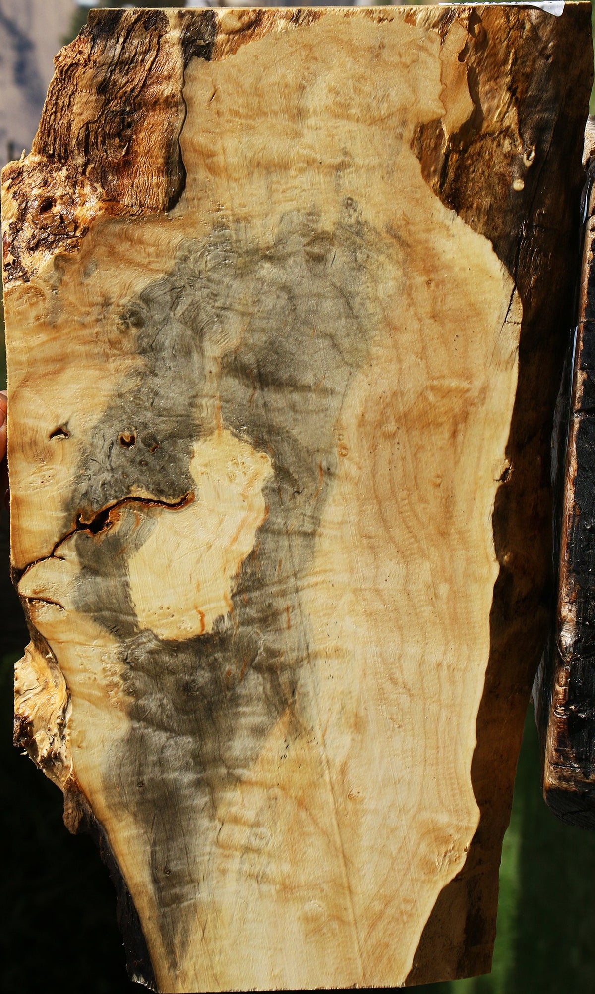 Extra Fancy Box Elder Live Edge Lumber