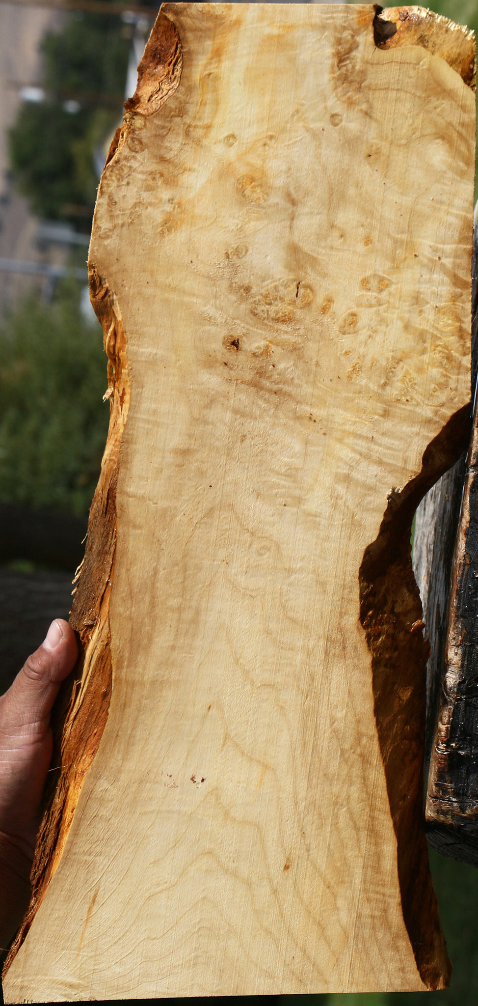 Extra Fancy Box Elder Live Edge Lumber