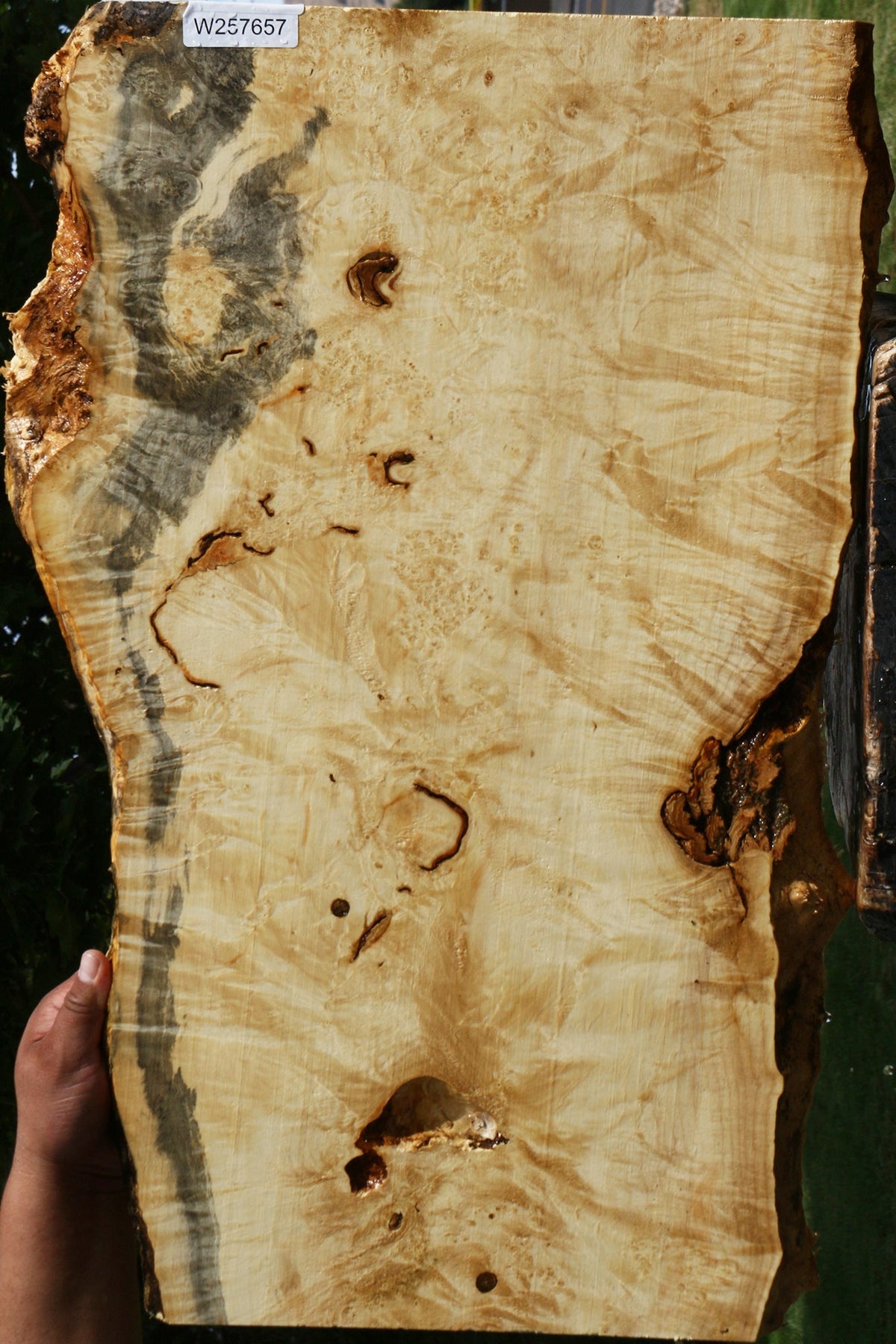 Box Elder Burl Live Edge Lumber