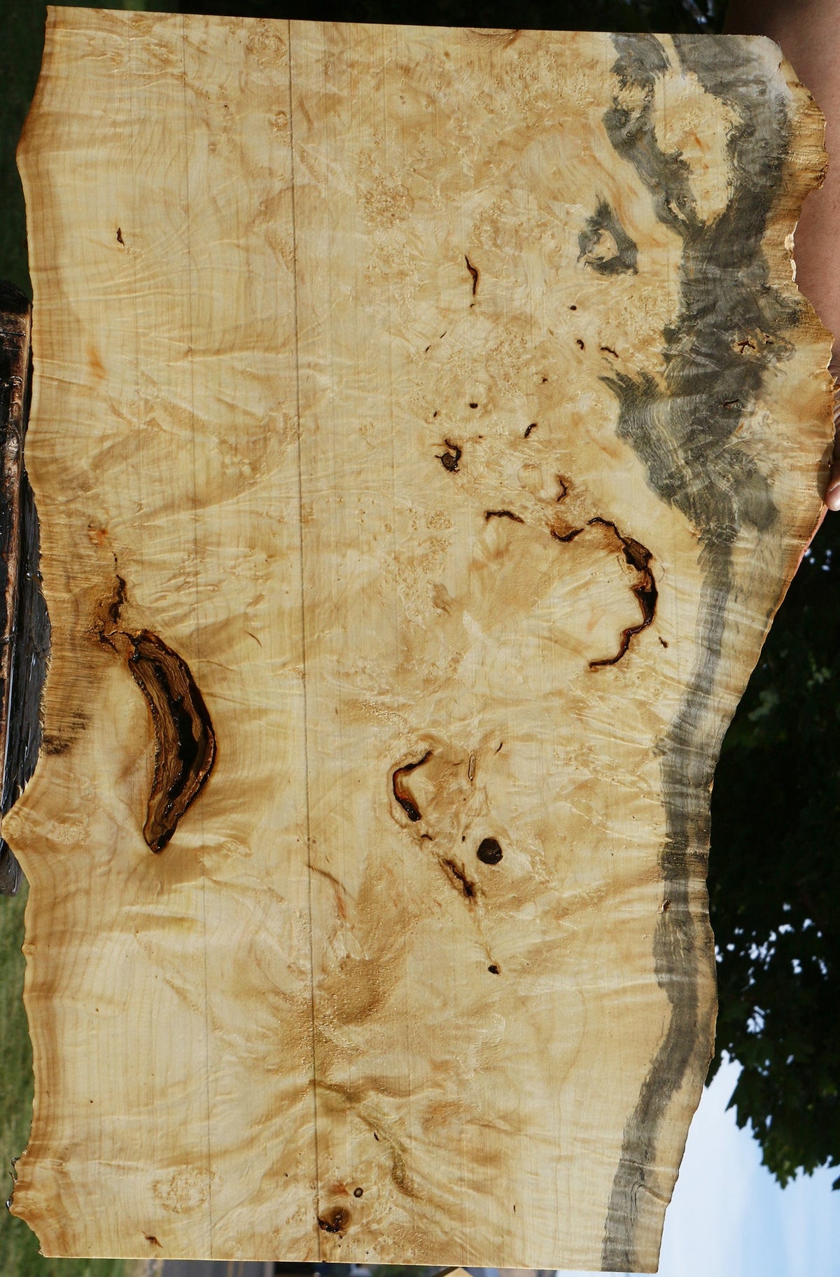 Box Elder Burl Live Edge Lumber