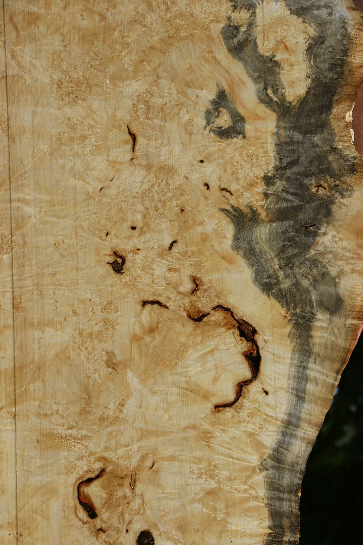 Box Elder Burl Live Edge Lumber