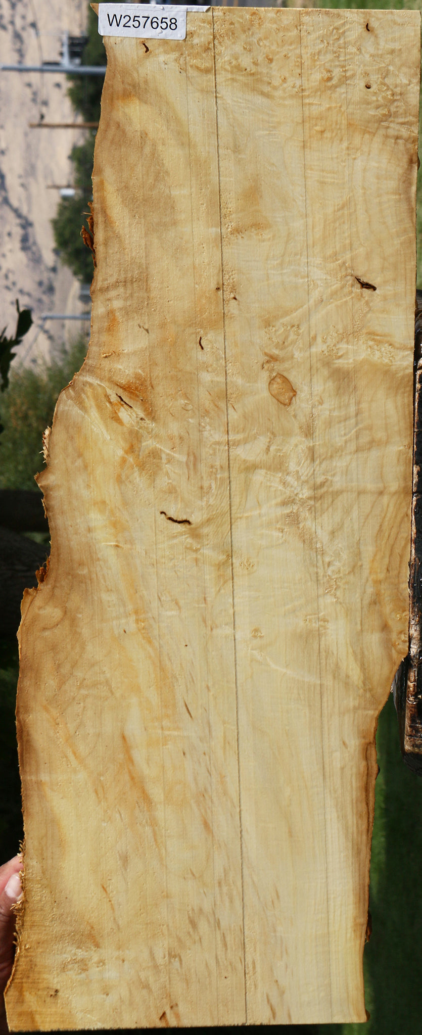 Extra Fancy Box Elder Live Edge Lumber