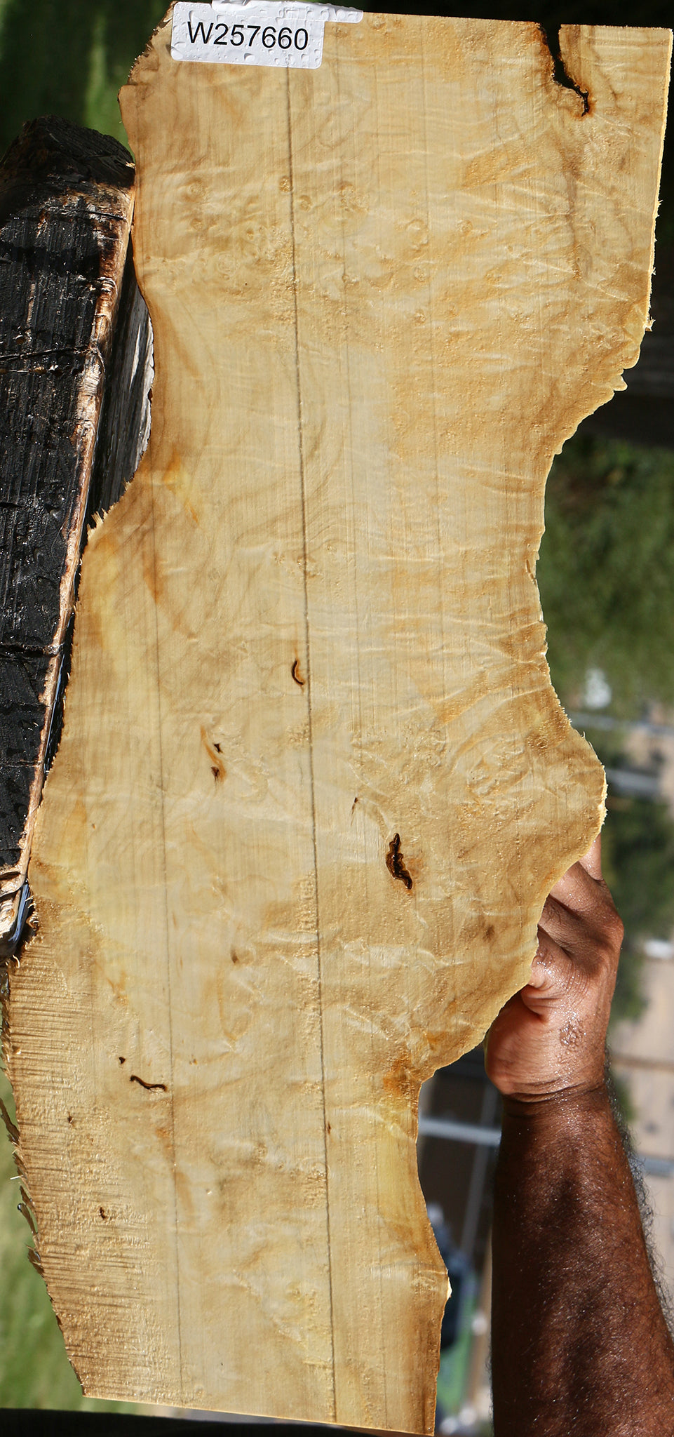 Extra Fancy Box Elder Live Edge Lumber