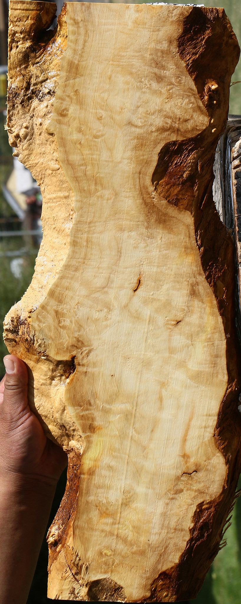 Extra Fancy Box Elder Live Edge Lumber