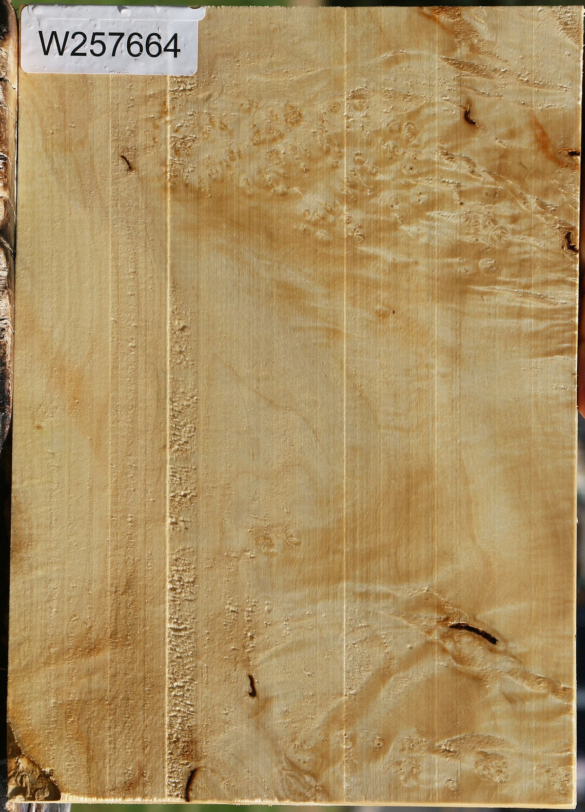 Extra Fancy Box Elder Lumber