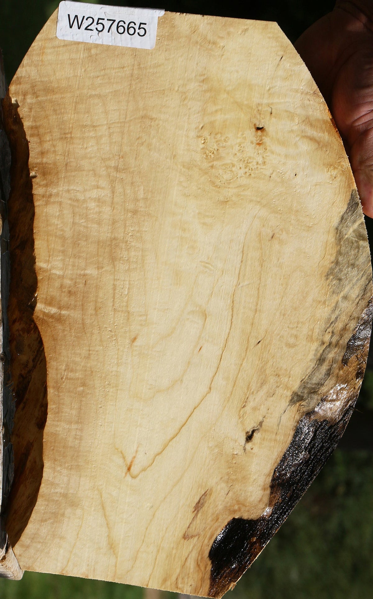 Figured Box Elder Live Edge Lumber