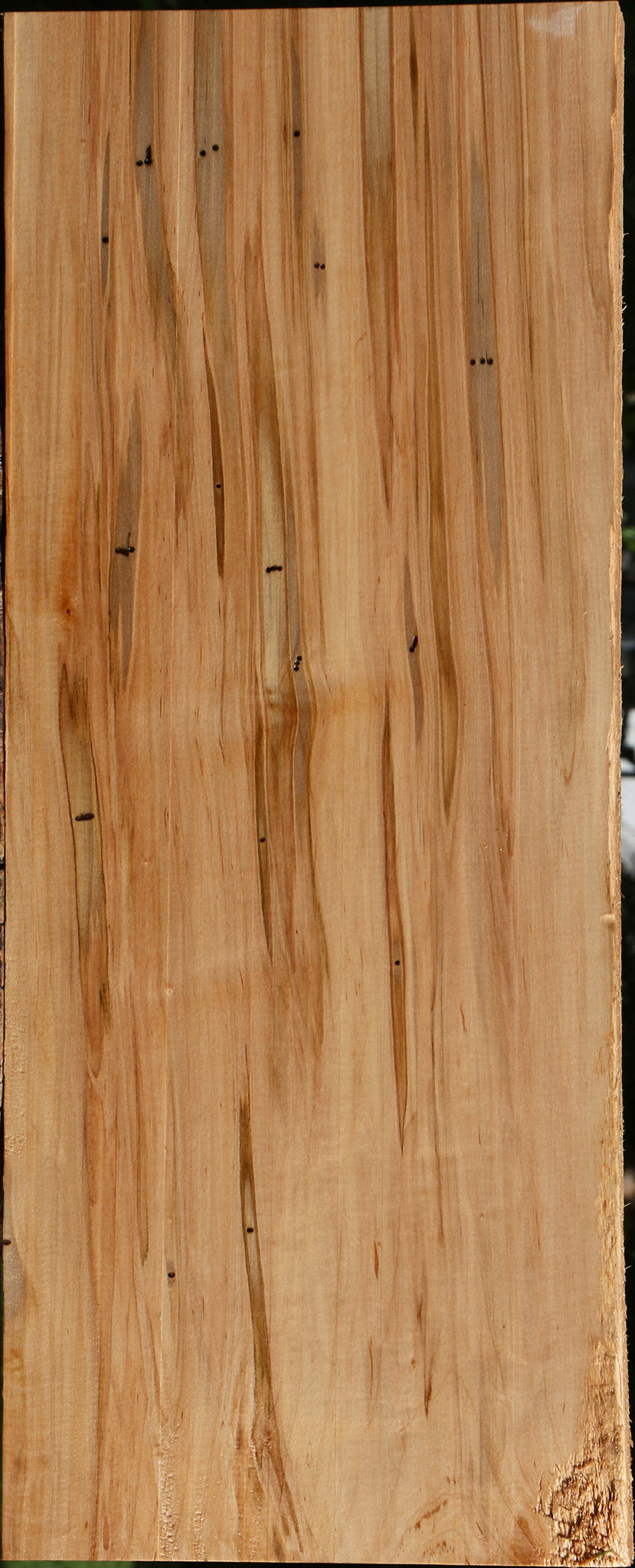 Figured Ambrosia Maple Lumber