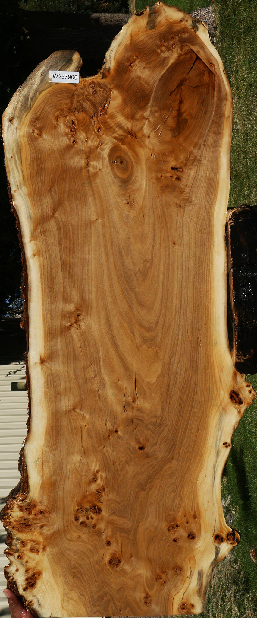 Figured California Cottonwood Live Edge Mini Slab