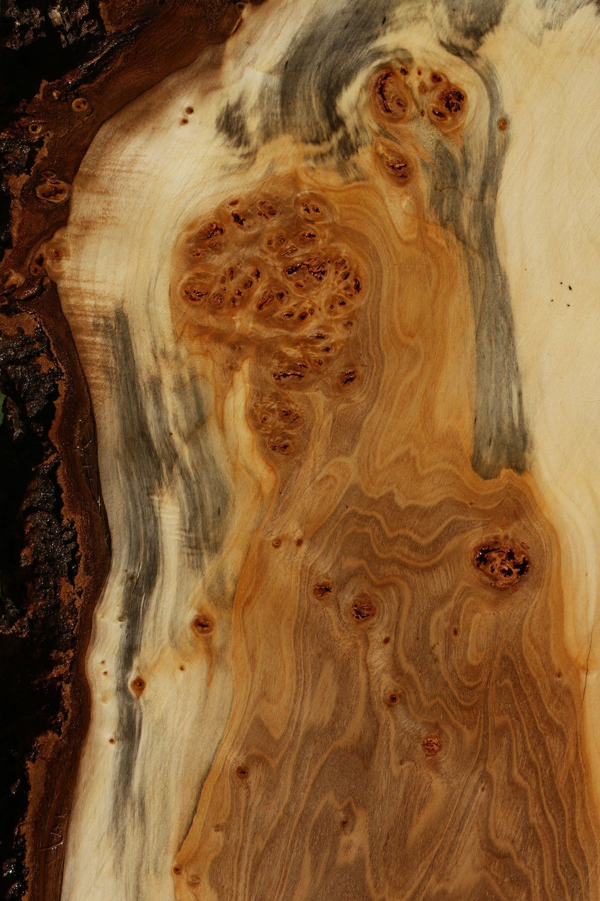 Figured California Cottonwood Live Edge Mini Slab