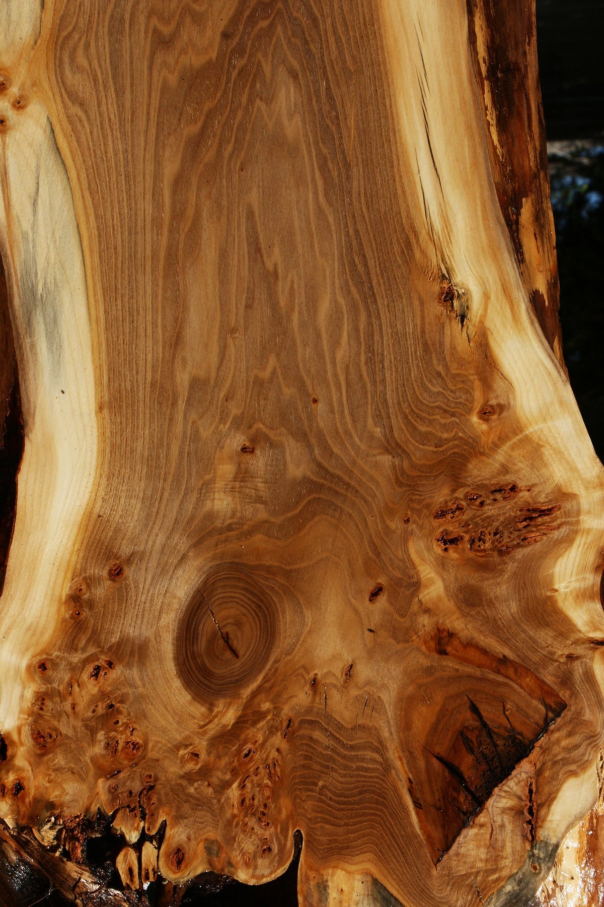 Figured California Cottonwood Live Edge Mini Slab