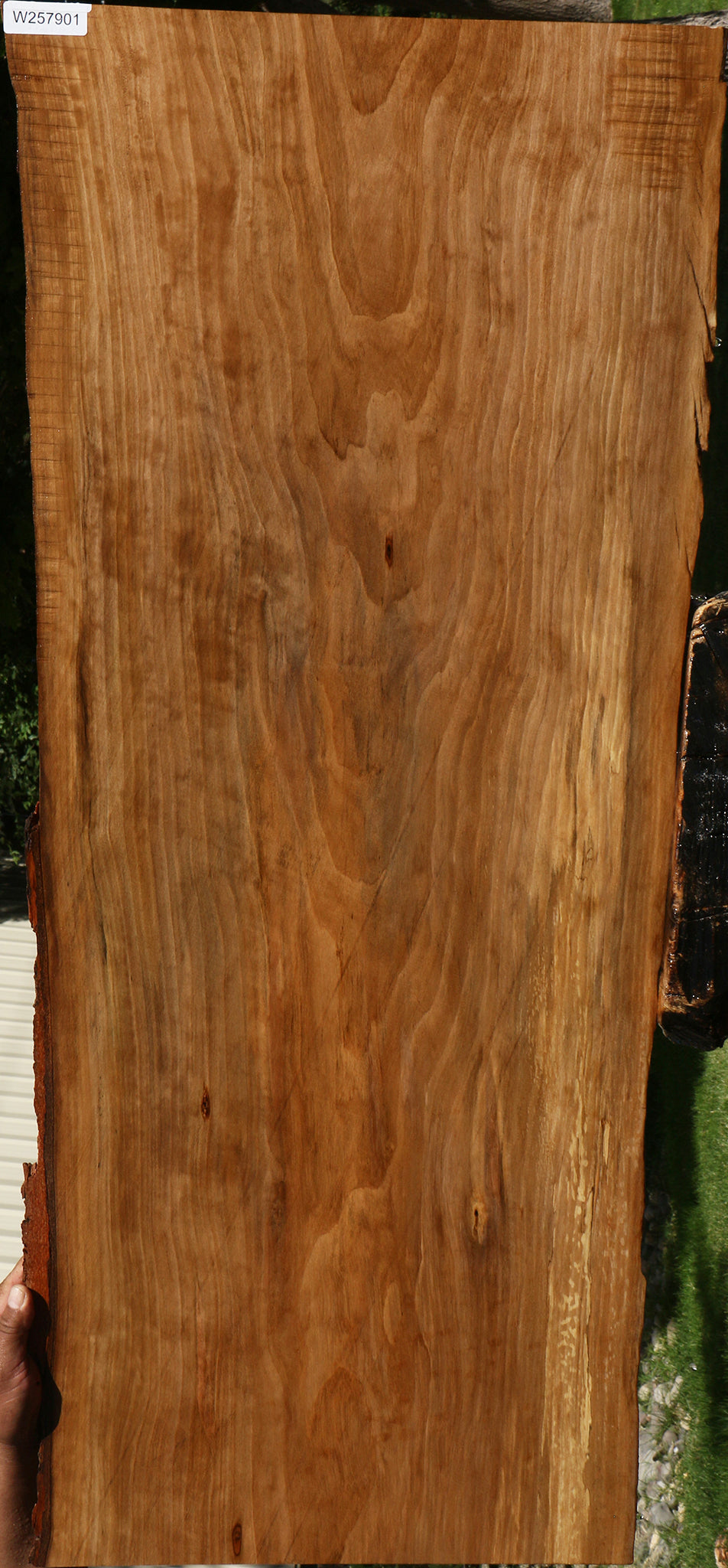 Sweet Gum Live Edge Mini Slab