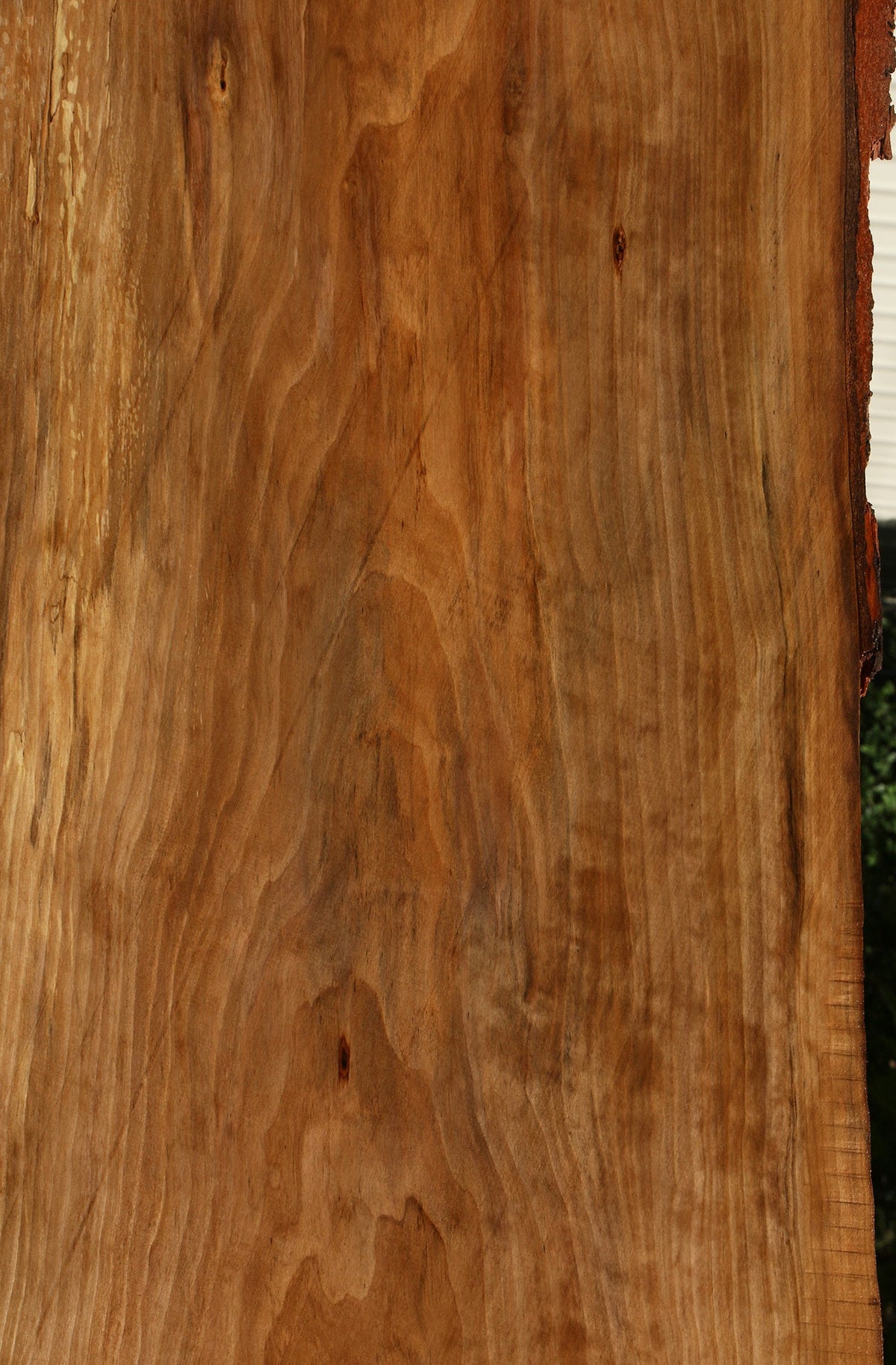 Sweet Gum Live Edge Mini Slab