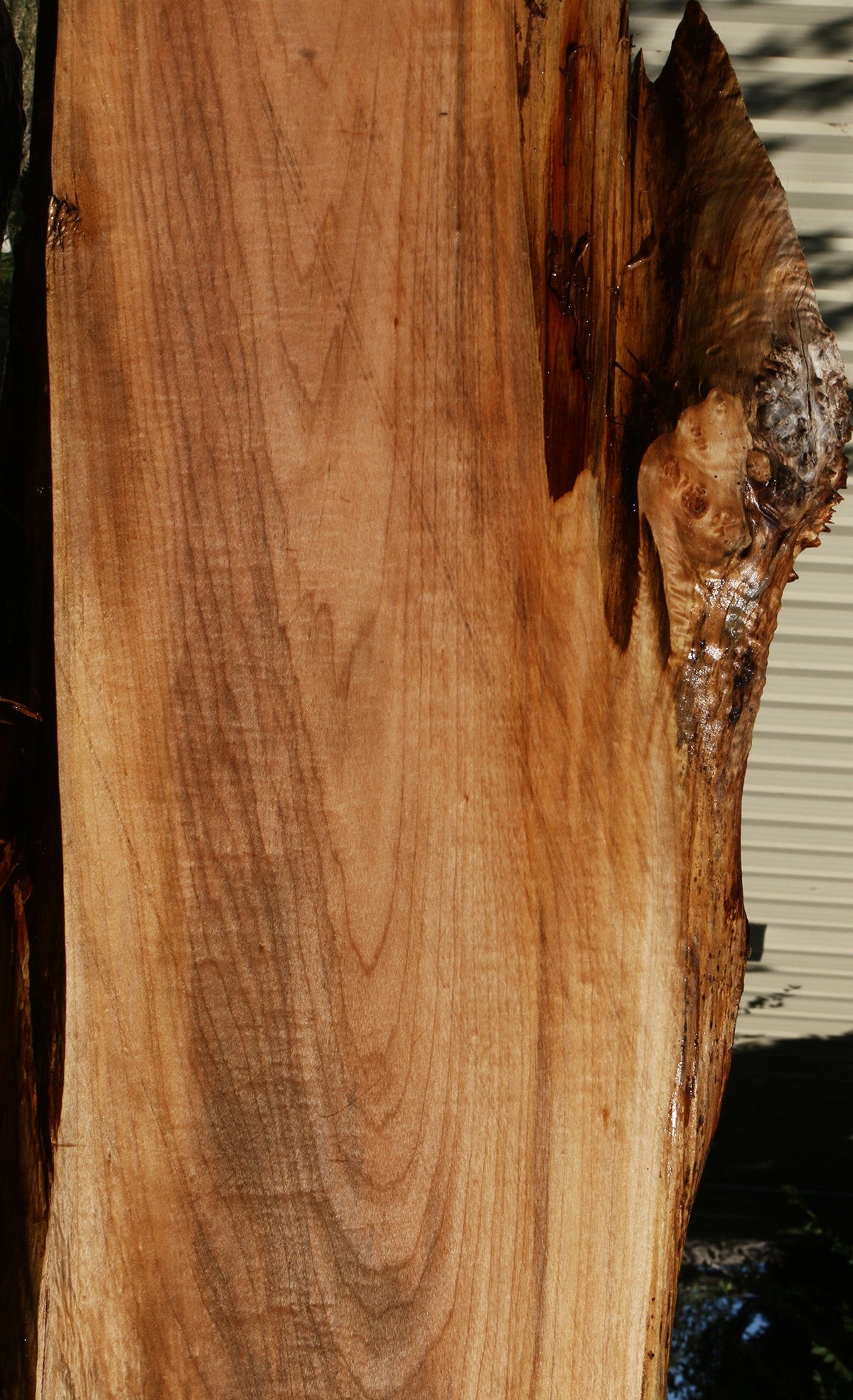 Figured Maple Live Edge Slab (Free Shipping Excluded)