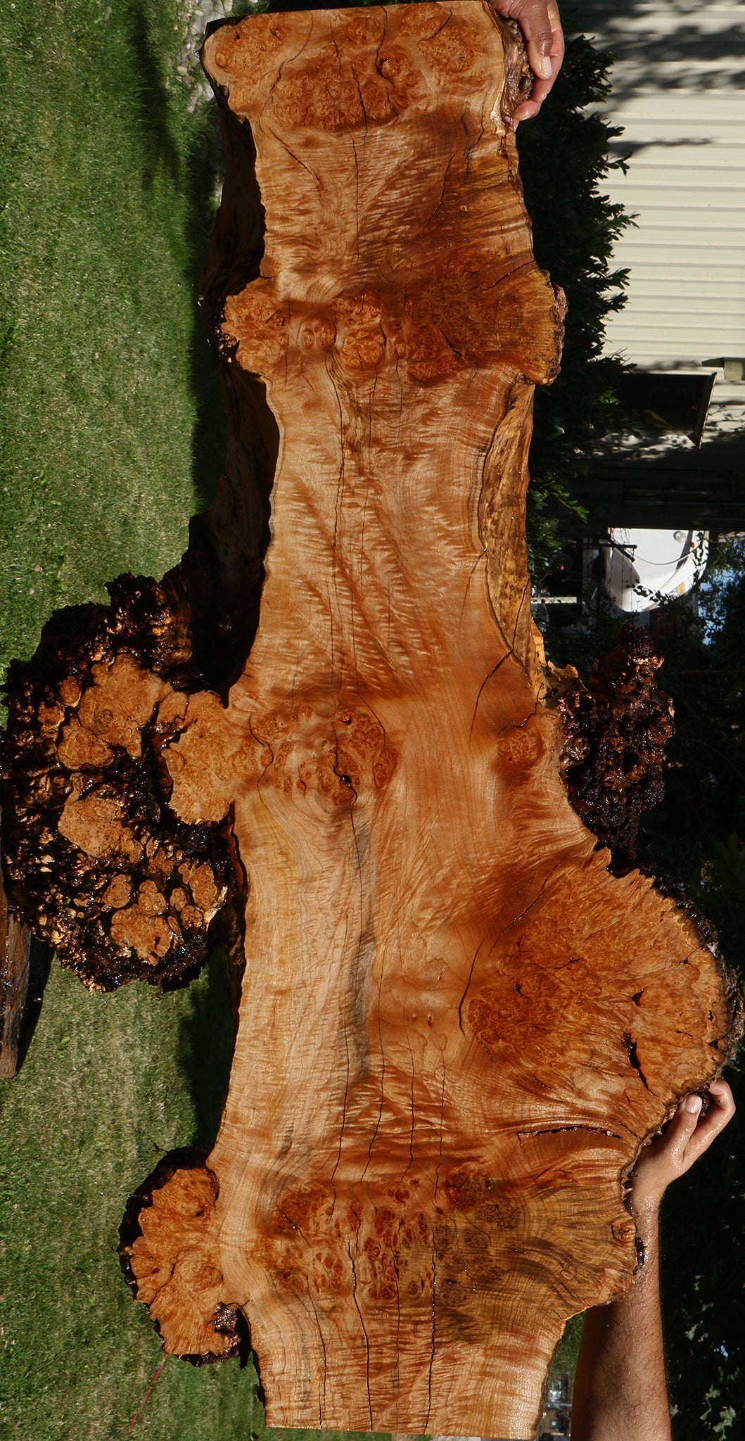 Maple Burl Live Edge Slab (Freight Shipping Required)