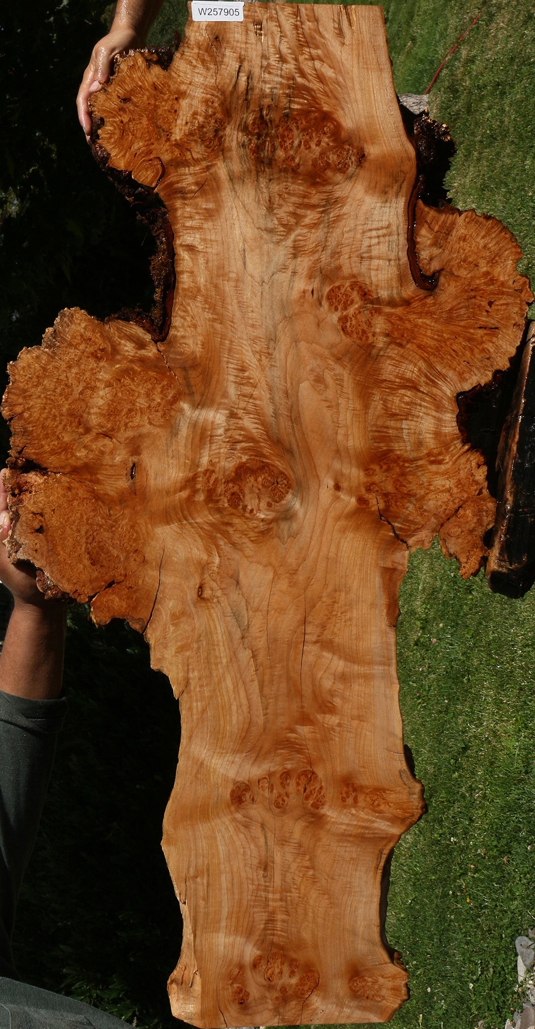 Maple Burl Live Edge Slab (Freight Shipping Required)