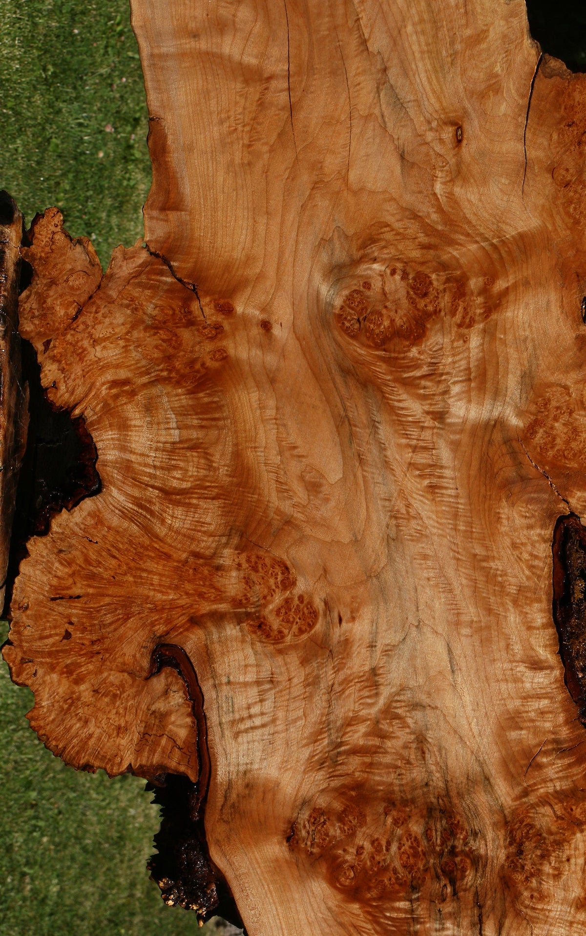 Maple Burl Live Edge Slab (Freight Shipping Required)