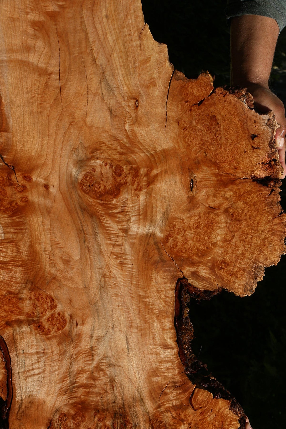 Maple Burl Live Edge Slab (Freight Shipping Required)