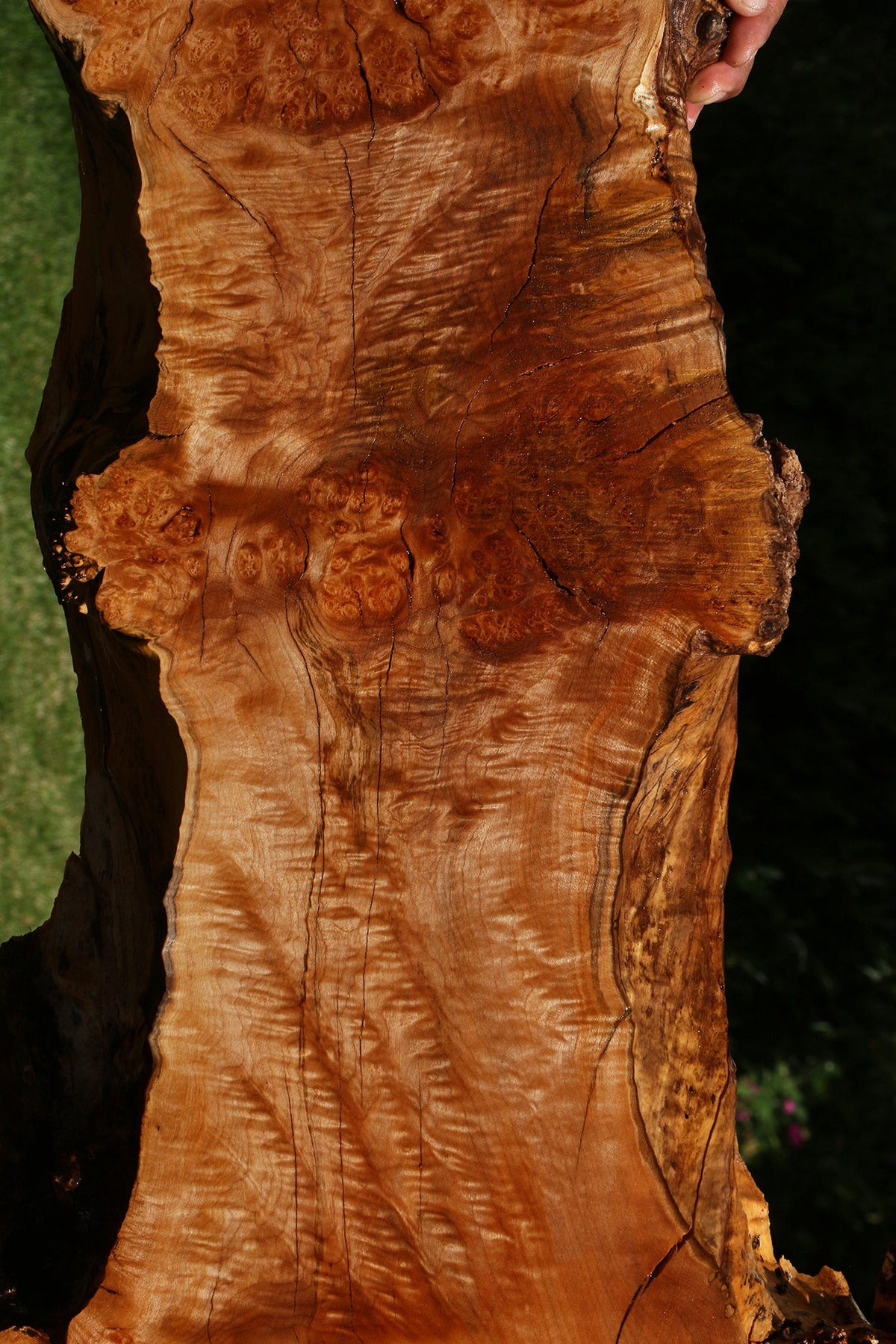 Maple Burl Live Edge Slab (Freight Shipping Required)
