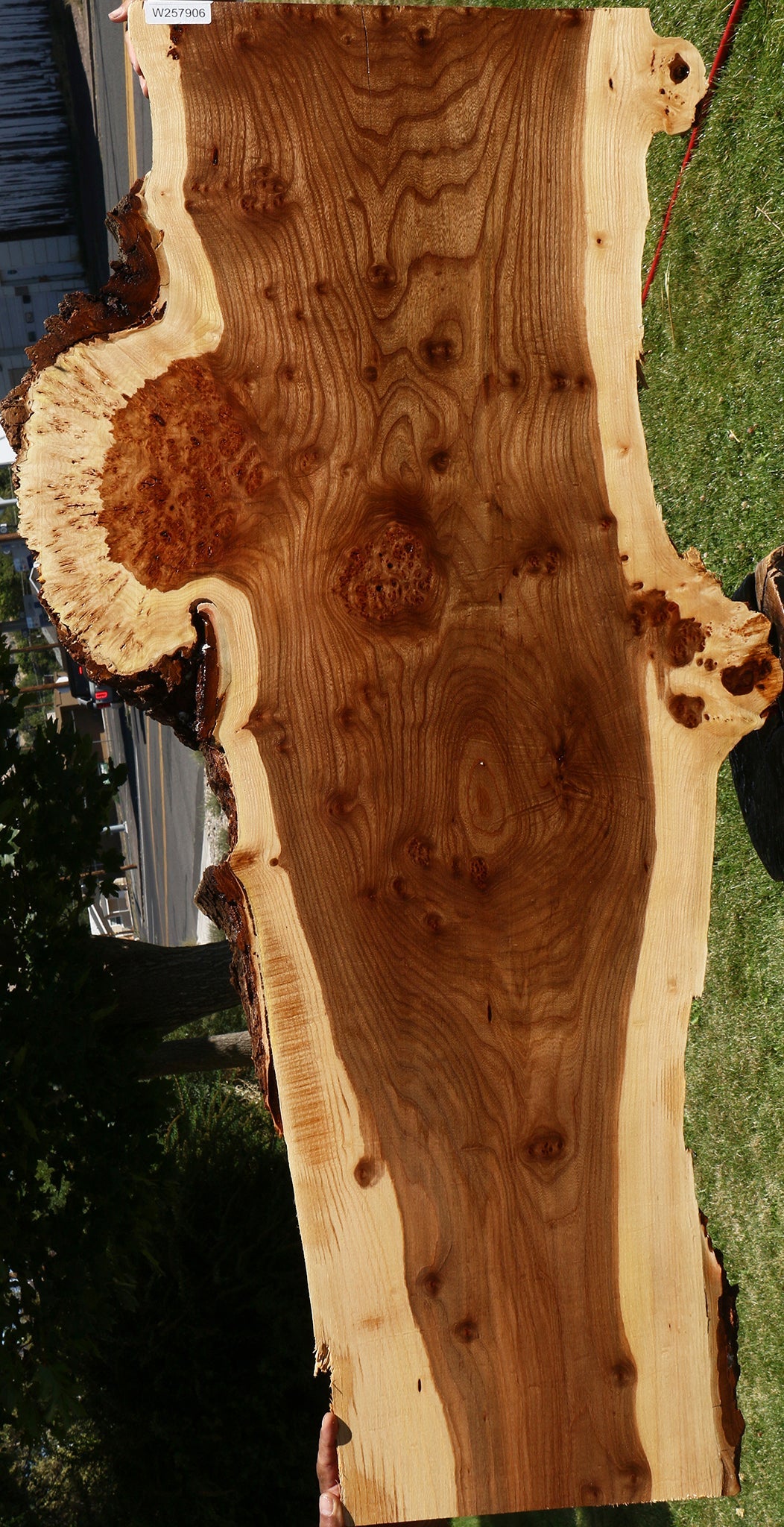 Elm Live Edge Slab (Free Shipping Excluded)