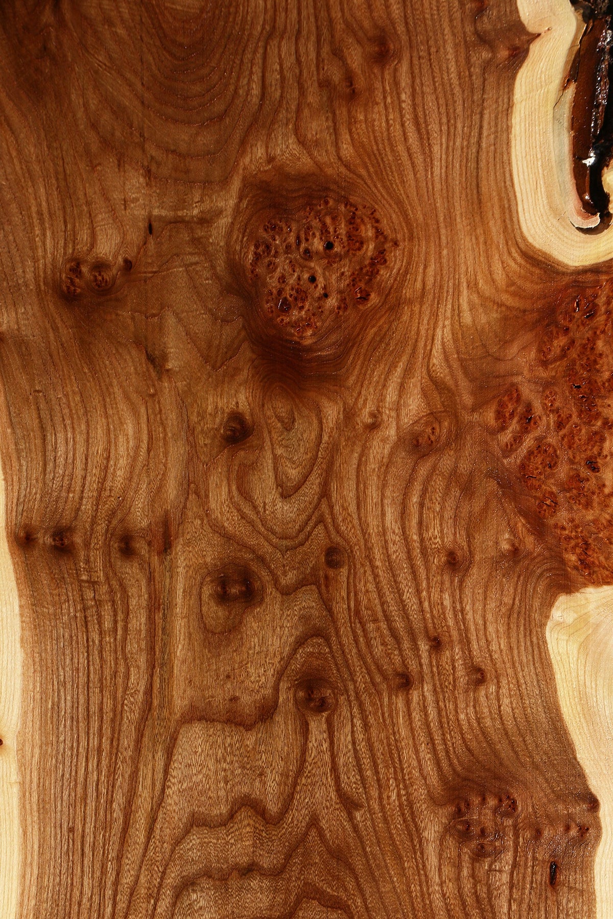 Elm Live Edge Slab (Free Shipping Excluded)