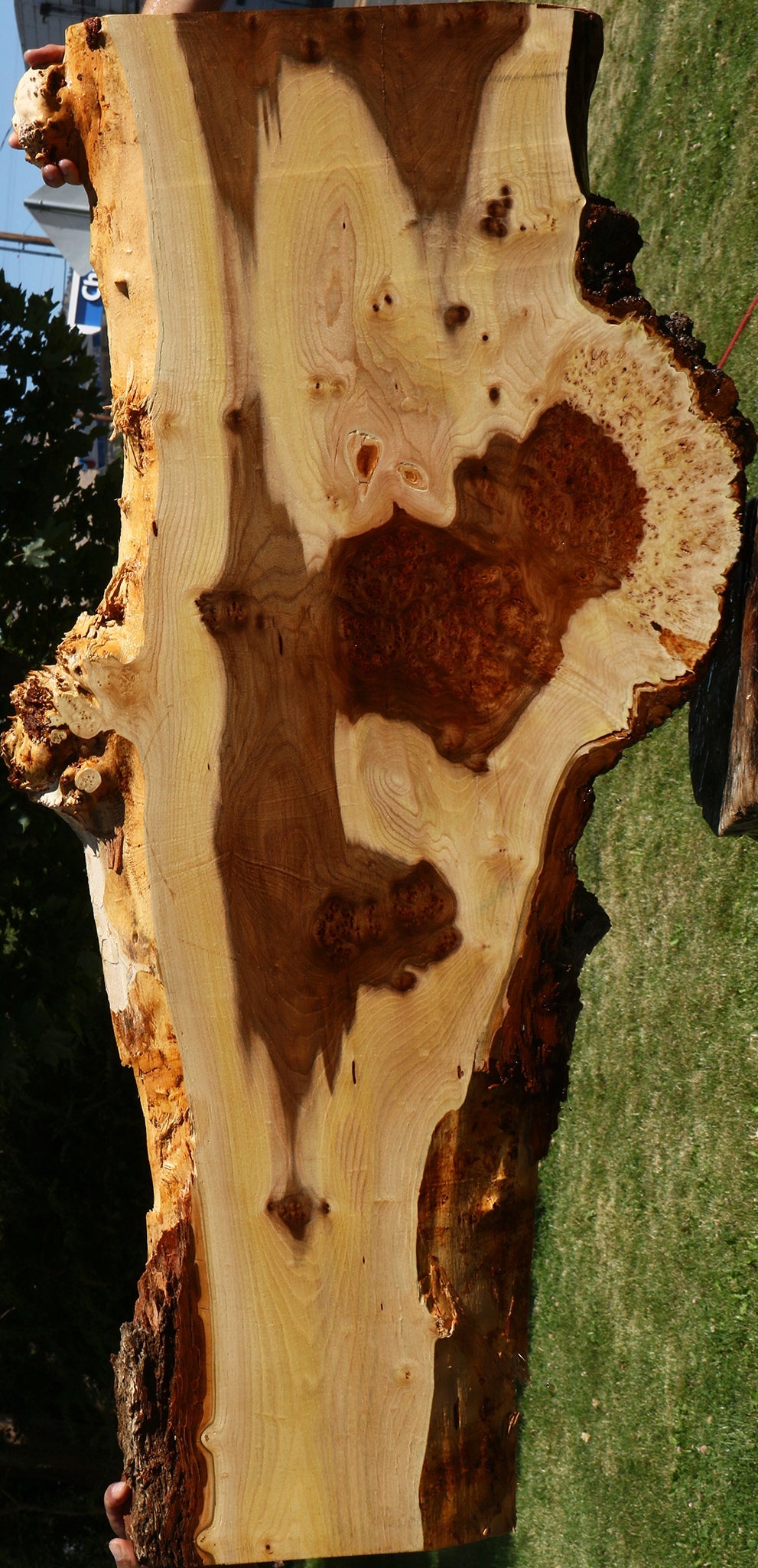 Elm Live Edge Slab (Free Shipping Excluded)