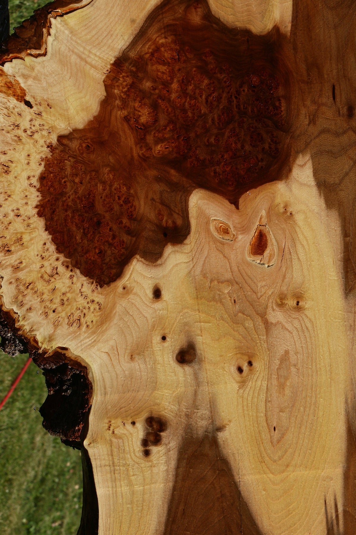 Elm Live Edge Slab (Free Shipping Excluded)