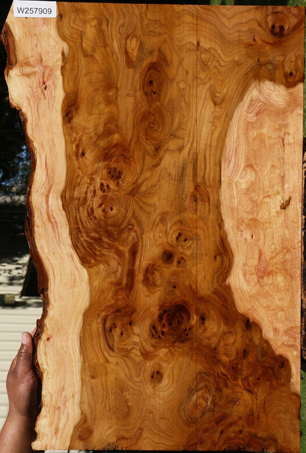 Extra Fancy Hickory Live Edge Lumber