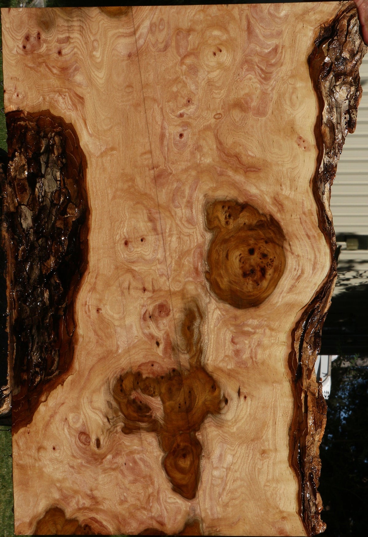 Extra Fancy Hickory Live Edge Lumber