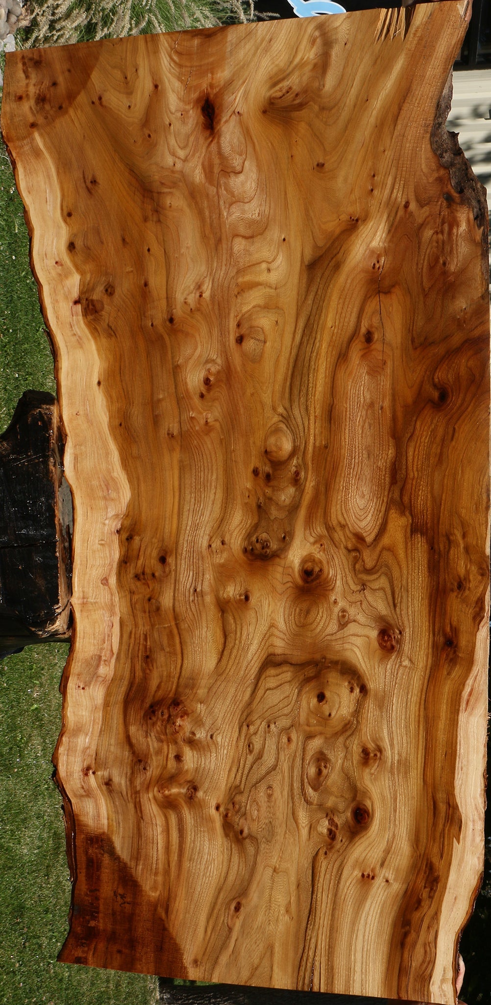 Exta Fancy Hickory Live Edge Slab (Free Shipping Excluded)