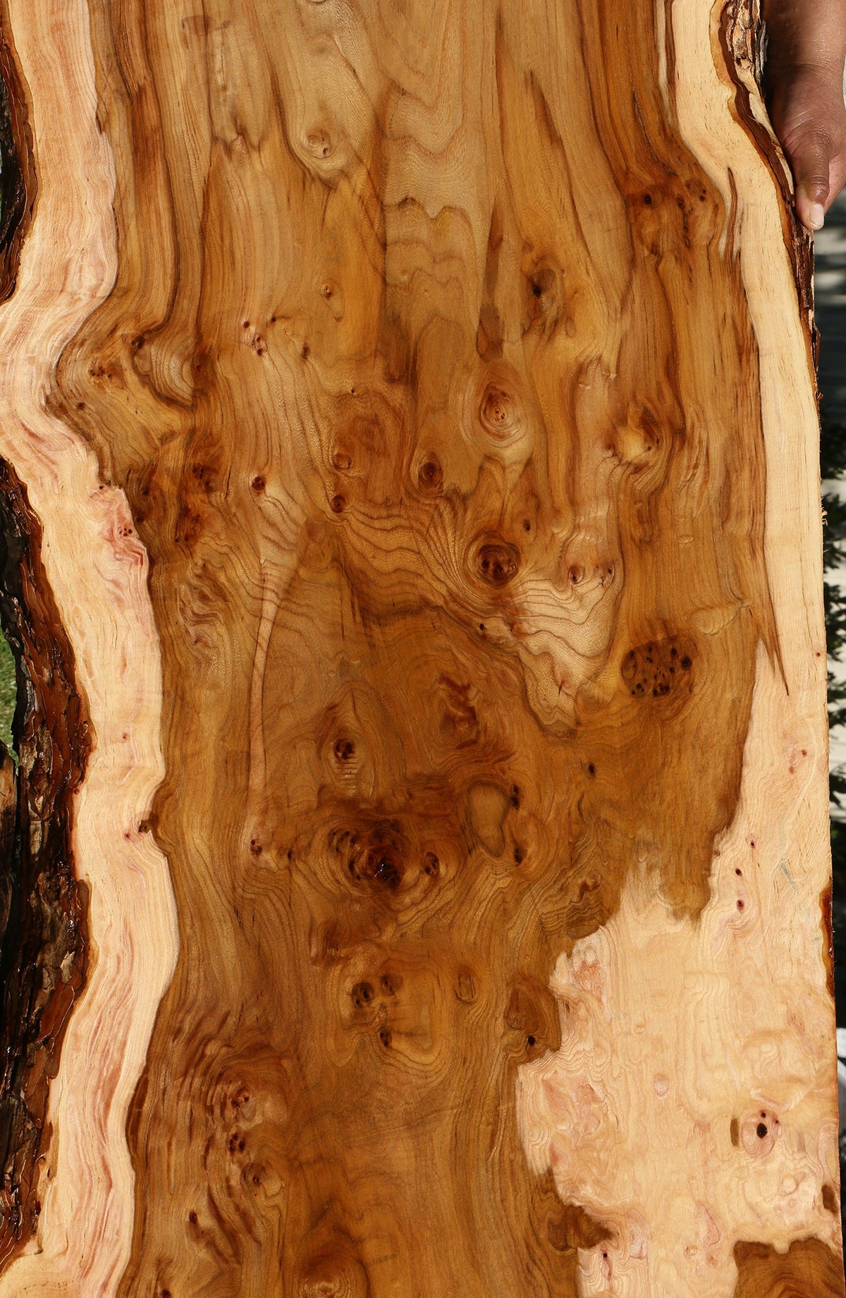 Exta Fancy Hickory Live Edge Slab (Free Shipping Excluded)