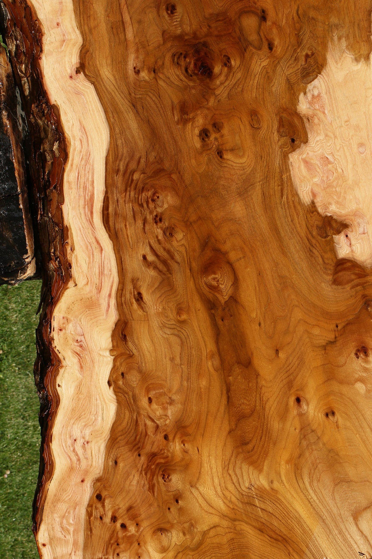 Exta Fancy Hickory Live Edge Slab (Free Shipping Excluded)
