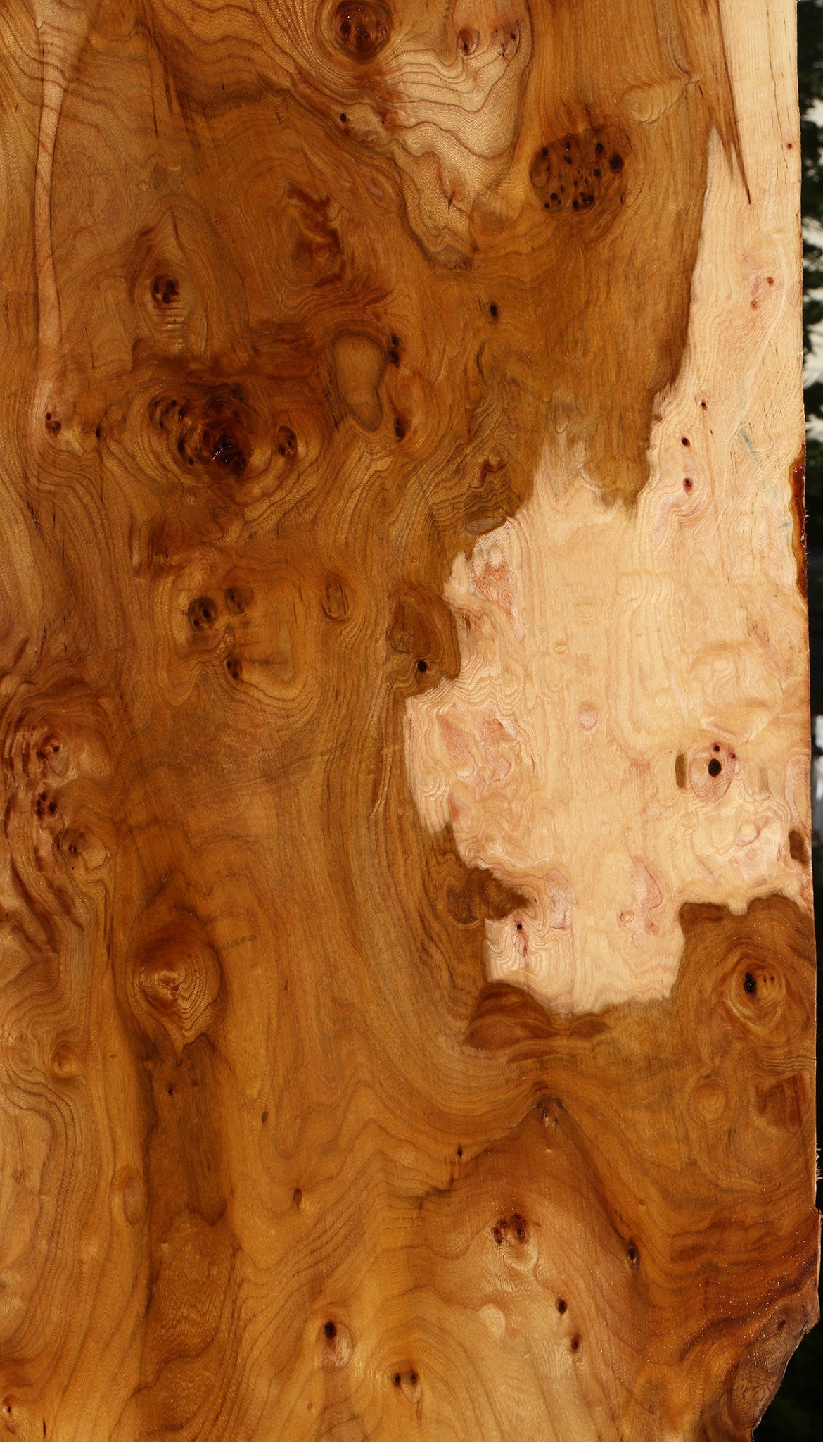 Exta Fancy Hickory Live Edge Slab (Free Shipping Excluded)