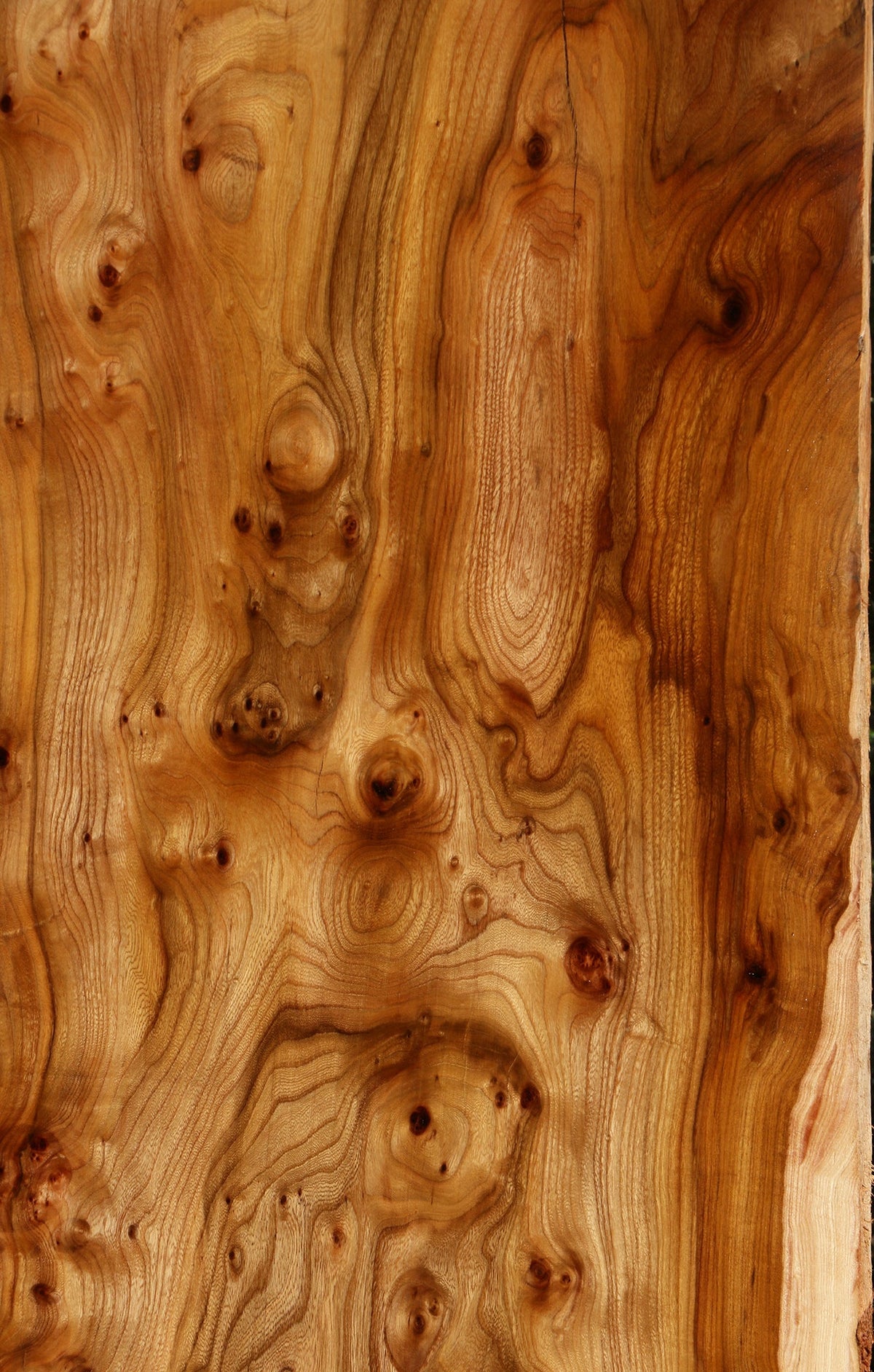 Exta Fancy Hickory Live Edge Slab (Free Shipping Excluded)