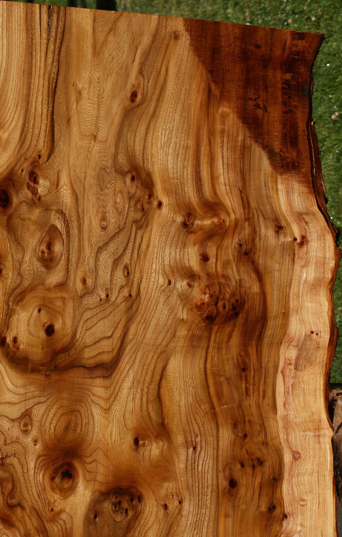 Exta Fancy Hickory Live Edge Slab (Free Shipping Excluded)