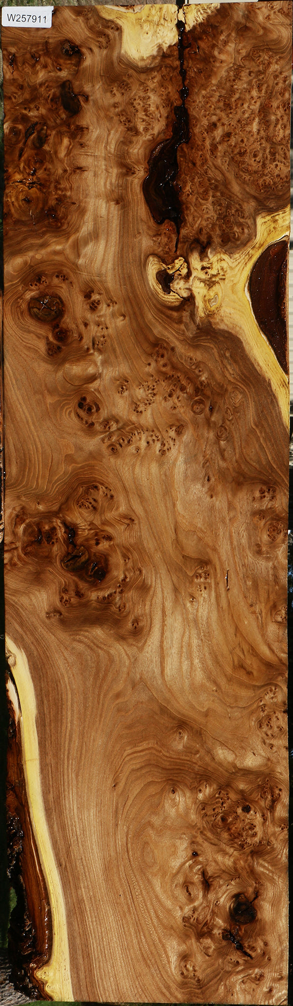 Elm Burl Slab