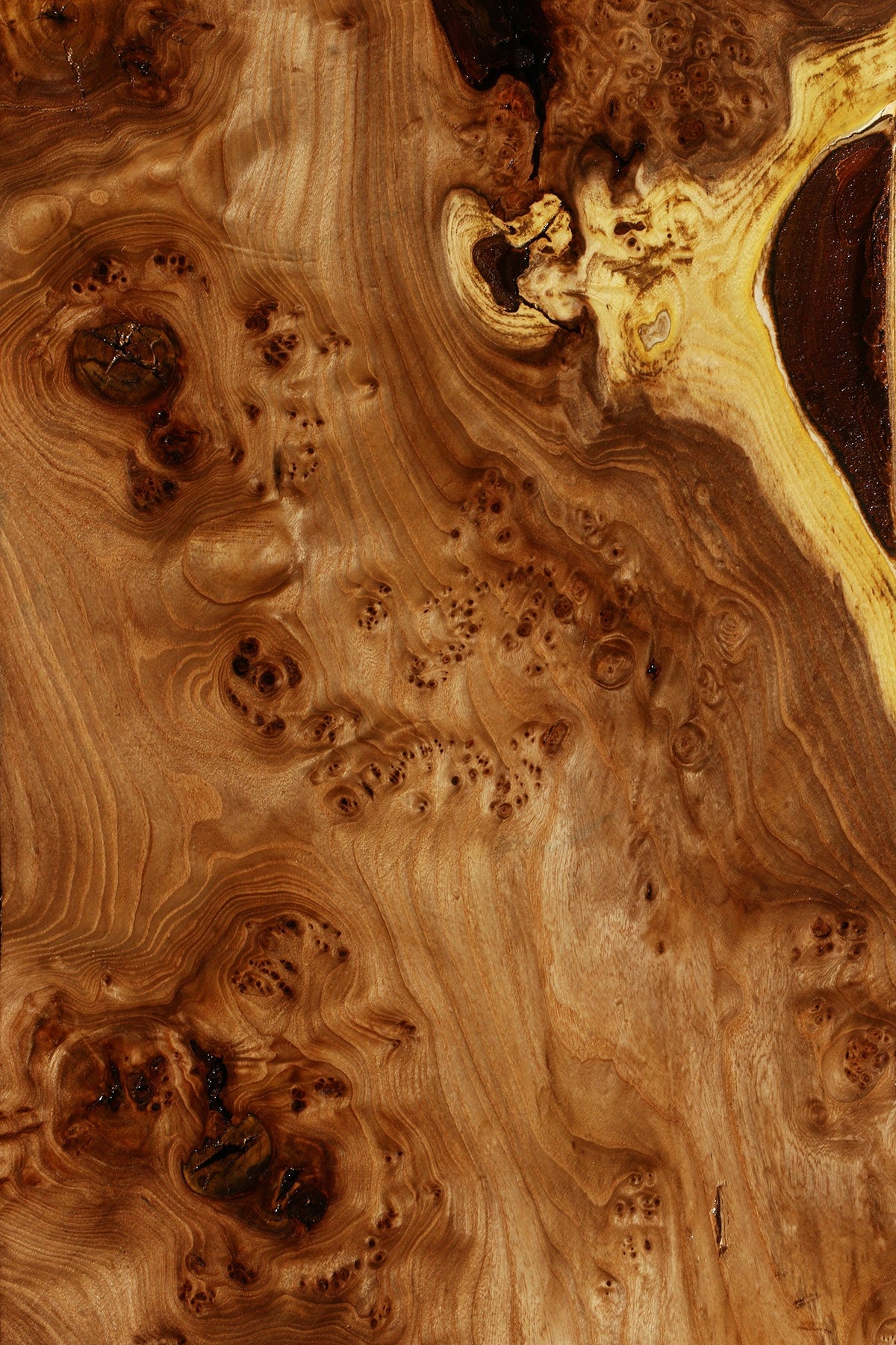 Elm Burl Slab