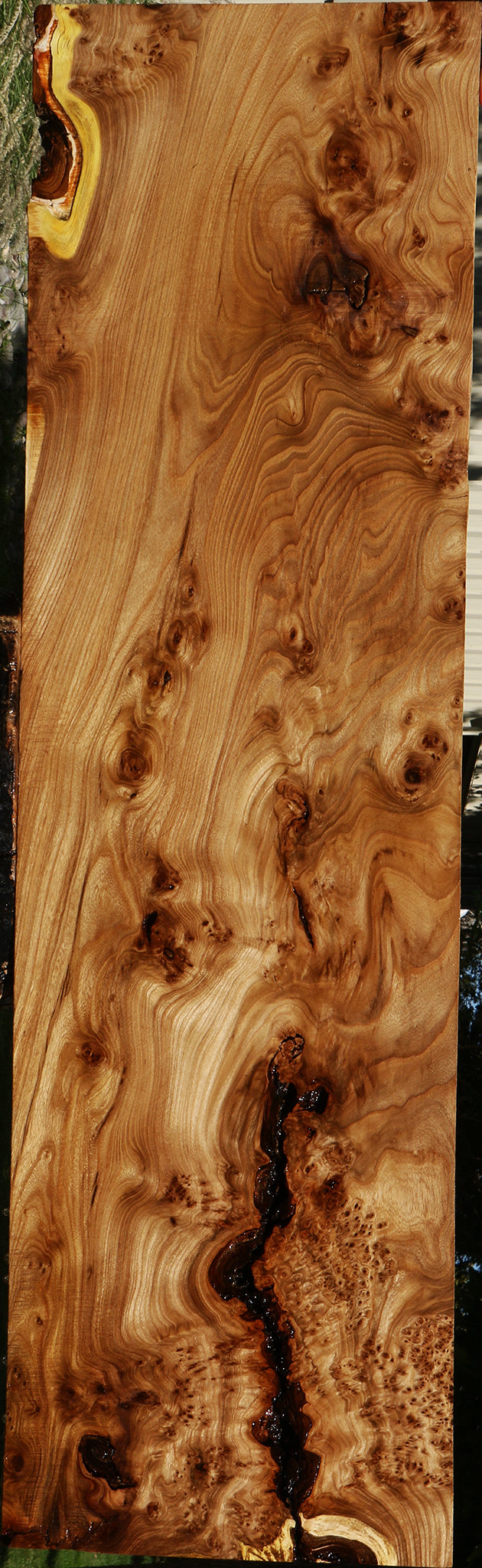 Elm Burl Slab